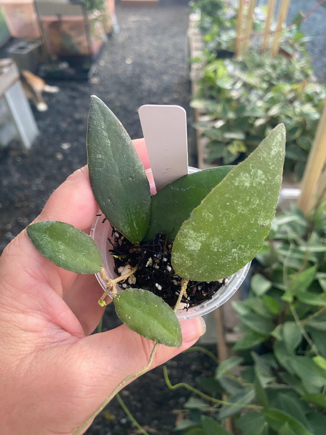 Hoya Caudata Sumatra
