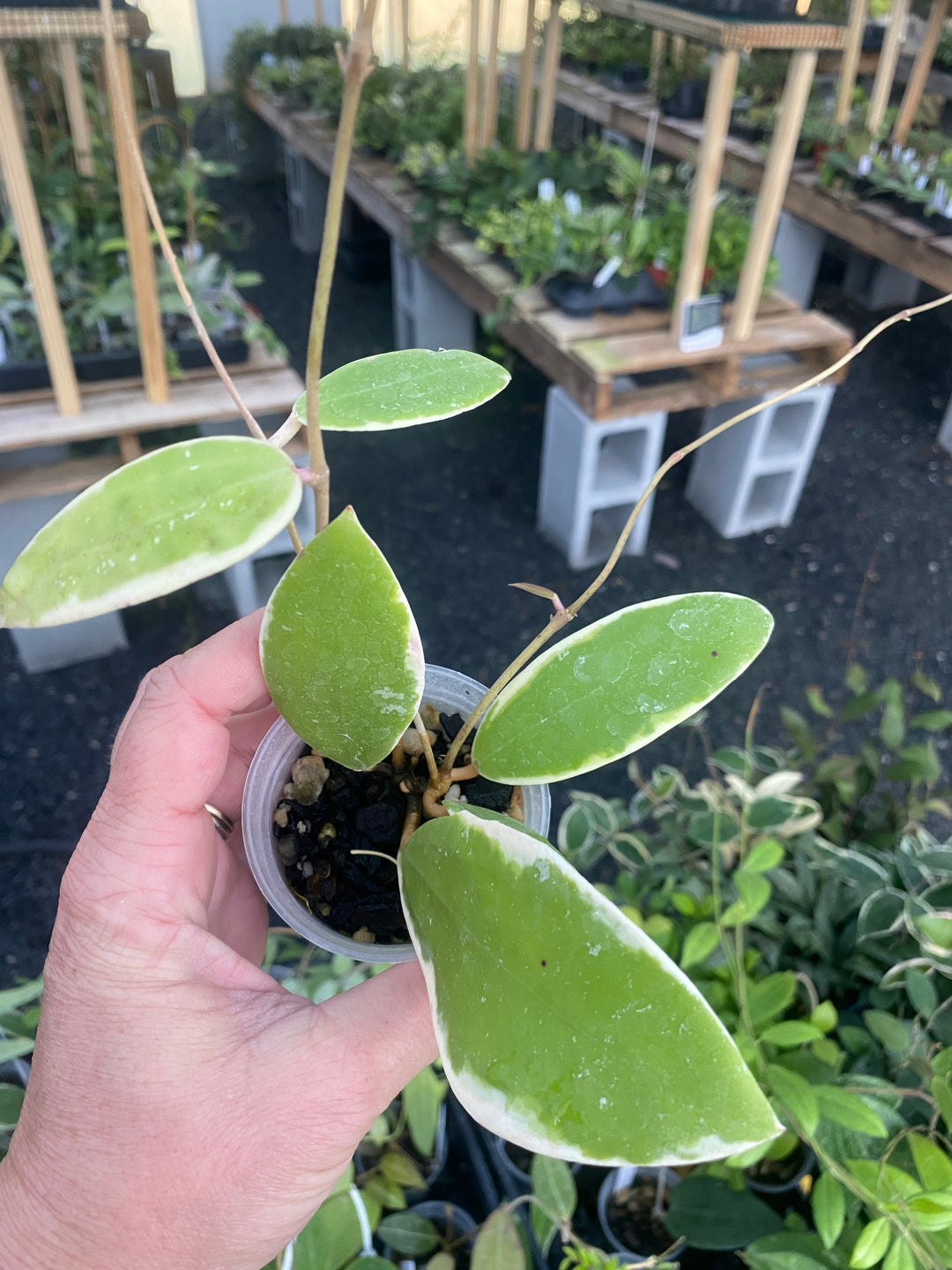 Hoya Acuta Albomarginata