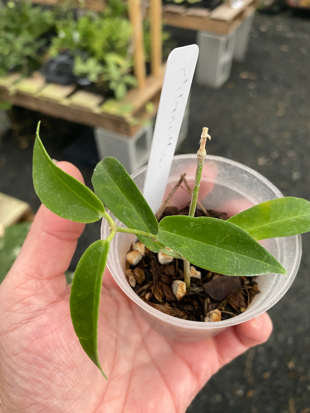 Hoya Chlorantha