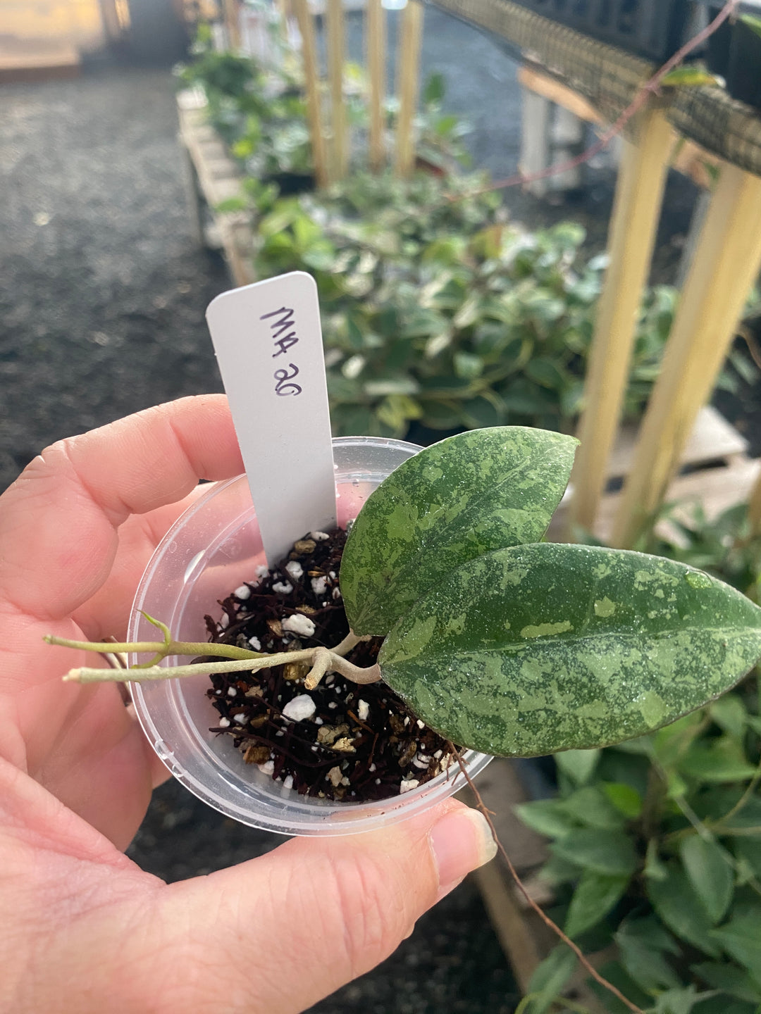 Hoya MA 20