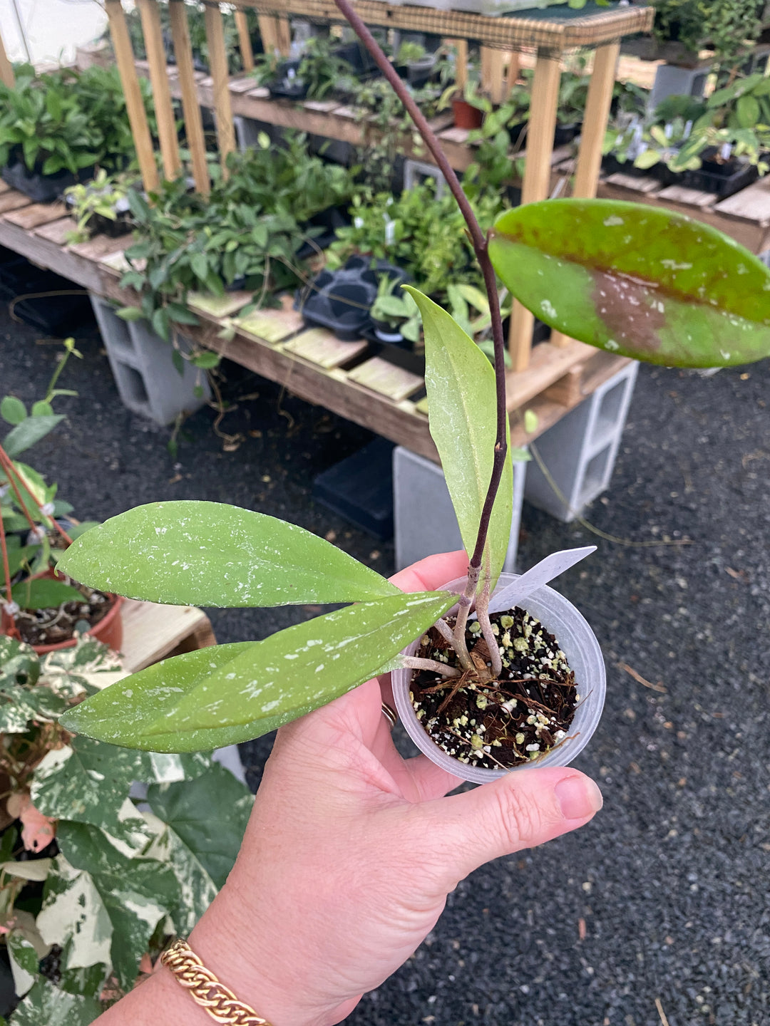 Hoya Pubicalyx Royal Hawaiian