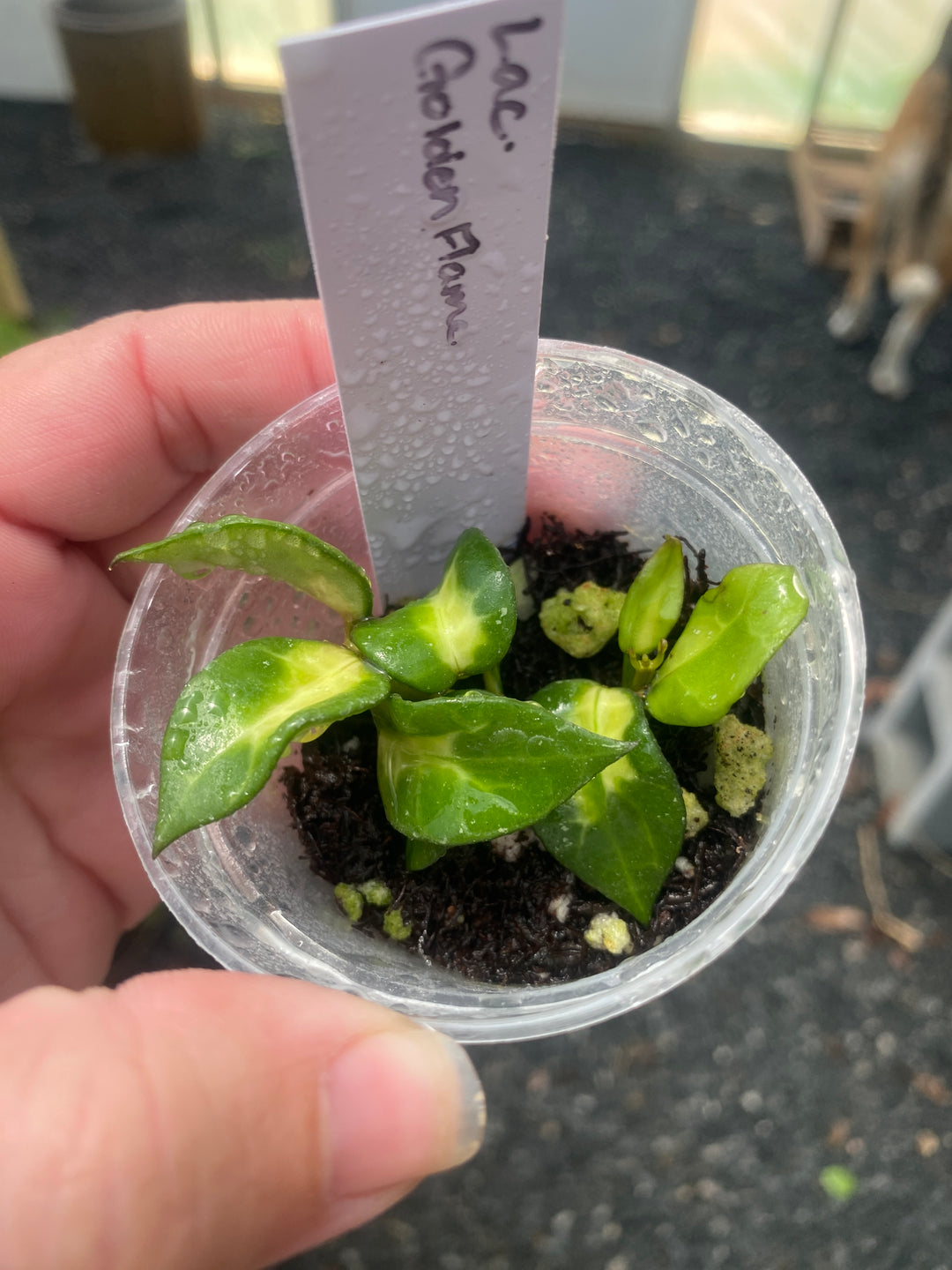 Hoya Lacunosa Golden Flame