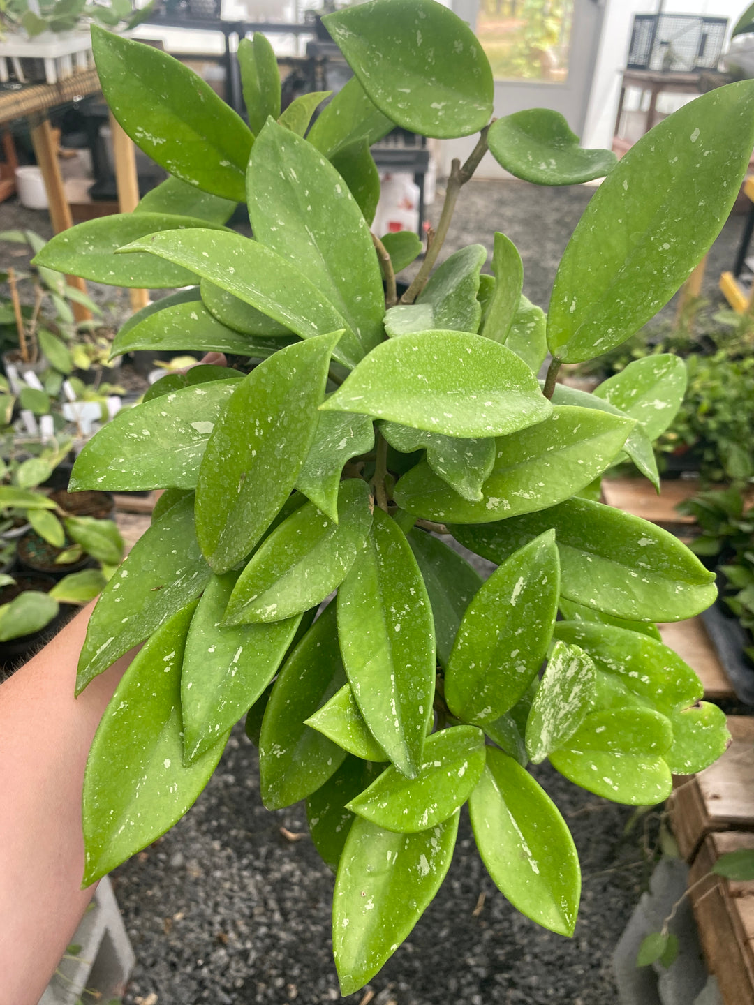 Hoya Pubicalyx Splash 6”