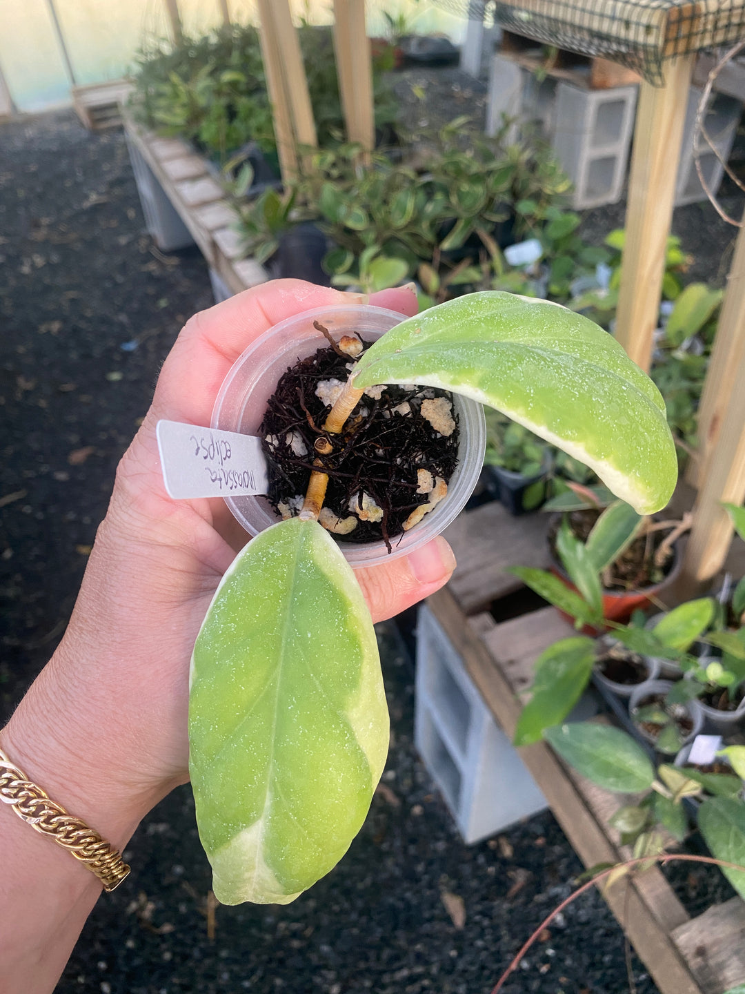 Hoya Incrassata Eclipse