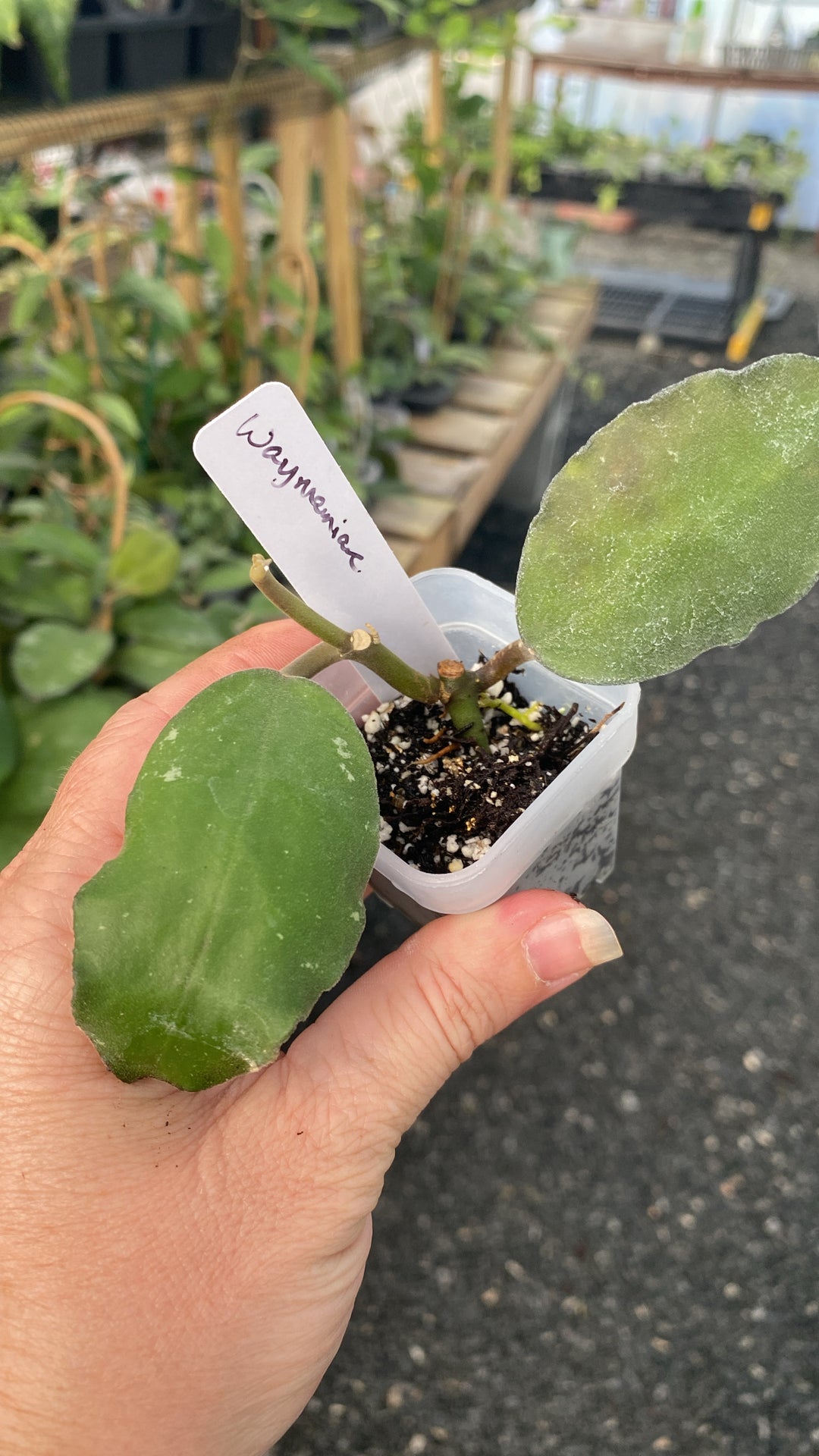 Hoya Waymaniae
