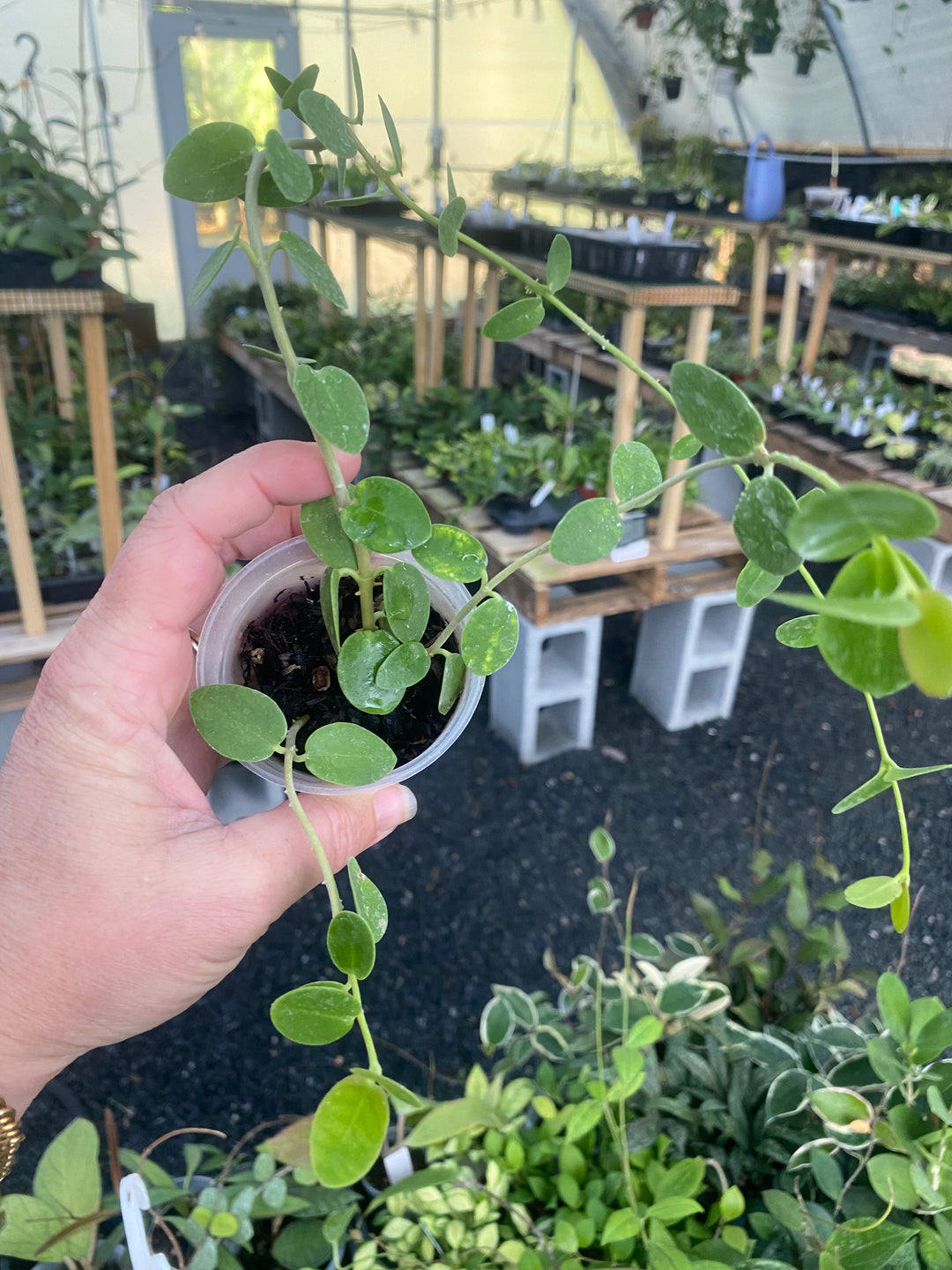 Hoya Cummingiana