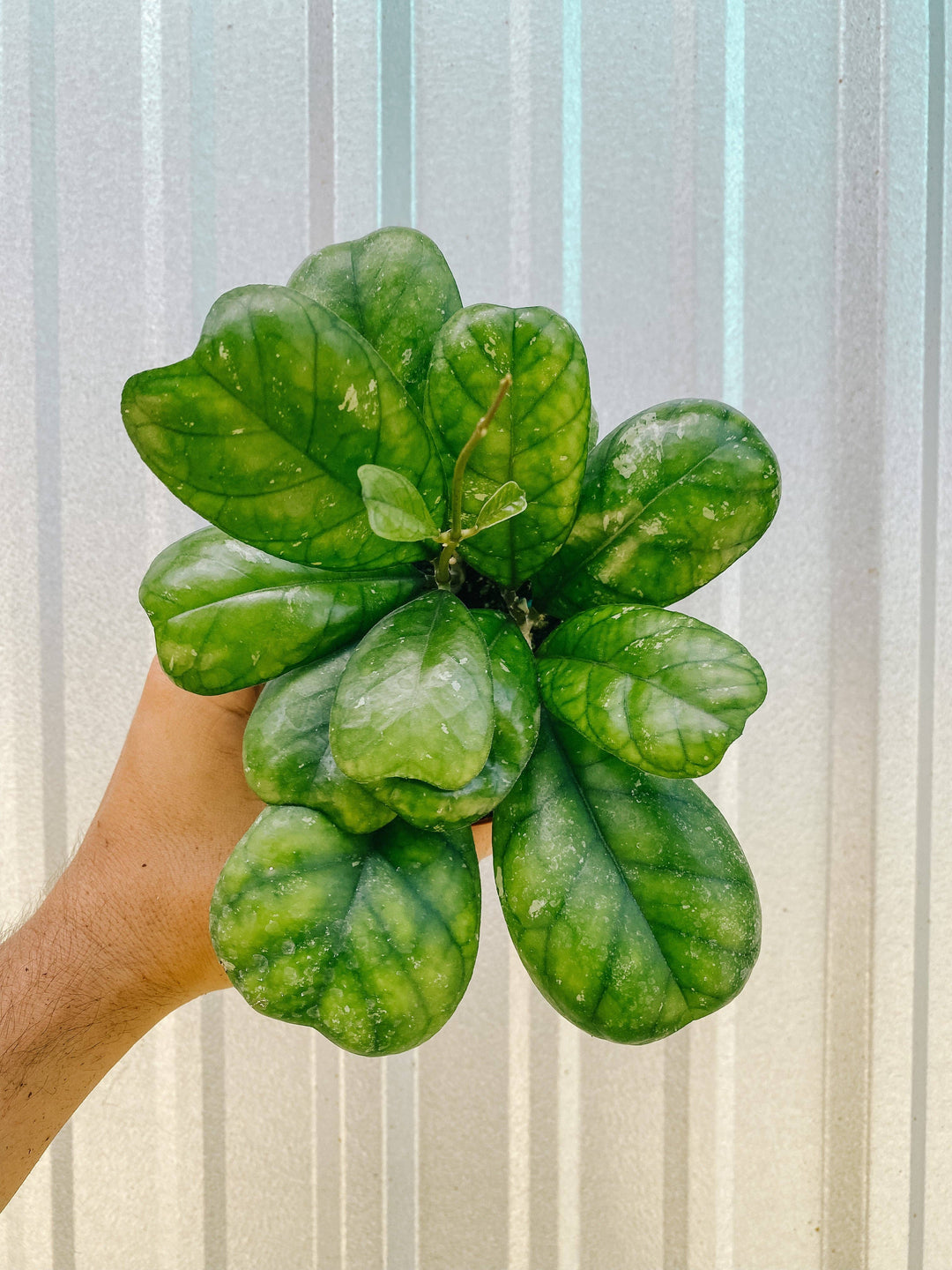 4" Hoya 'Deykeae'
