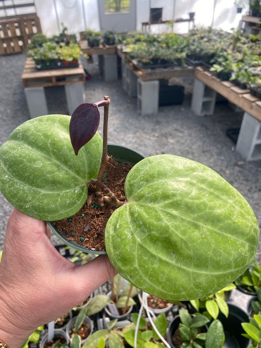 Hoya Dinner Plate