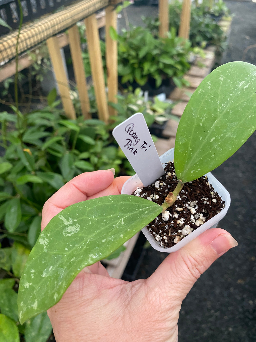 Hoya Quang Tri Pink
