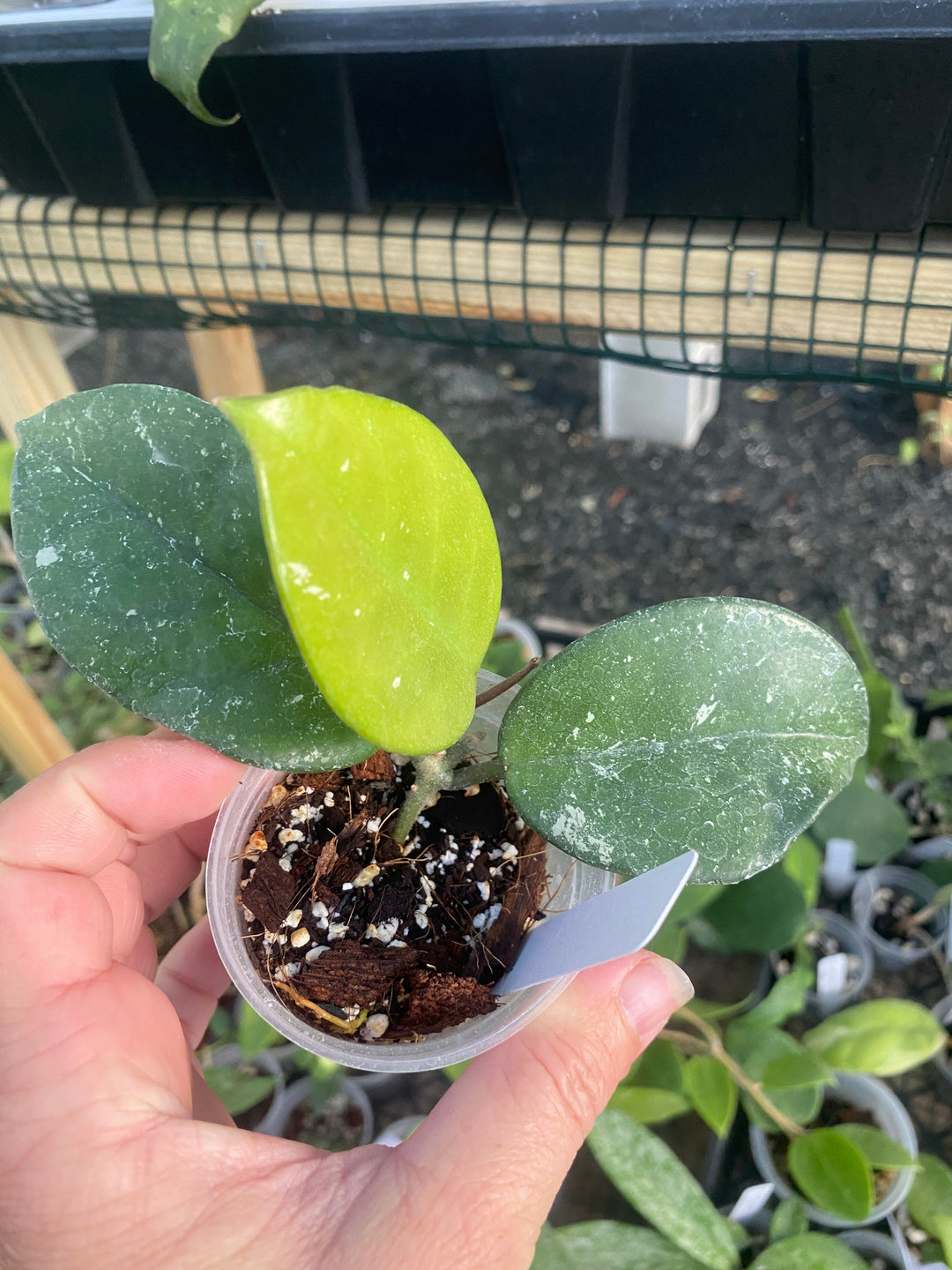 Hoya Carnosa Freckles
