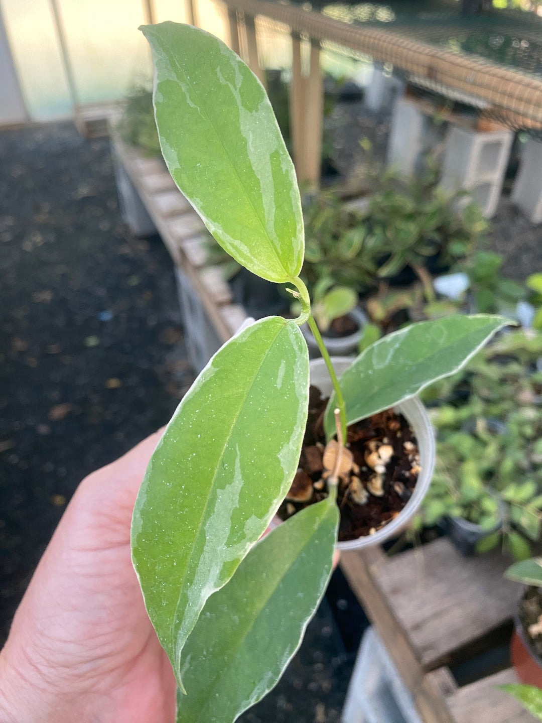 Hoya Buottii Albomarginata