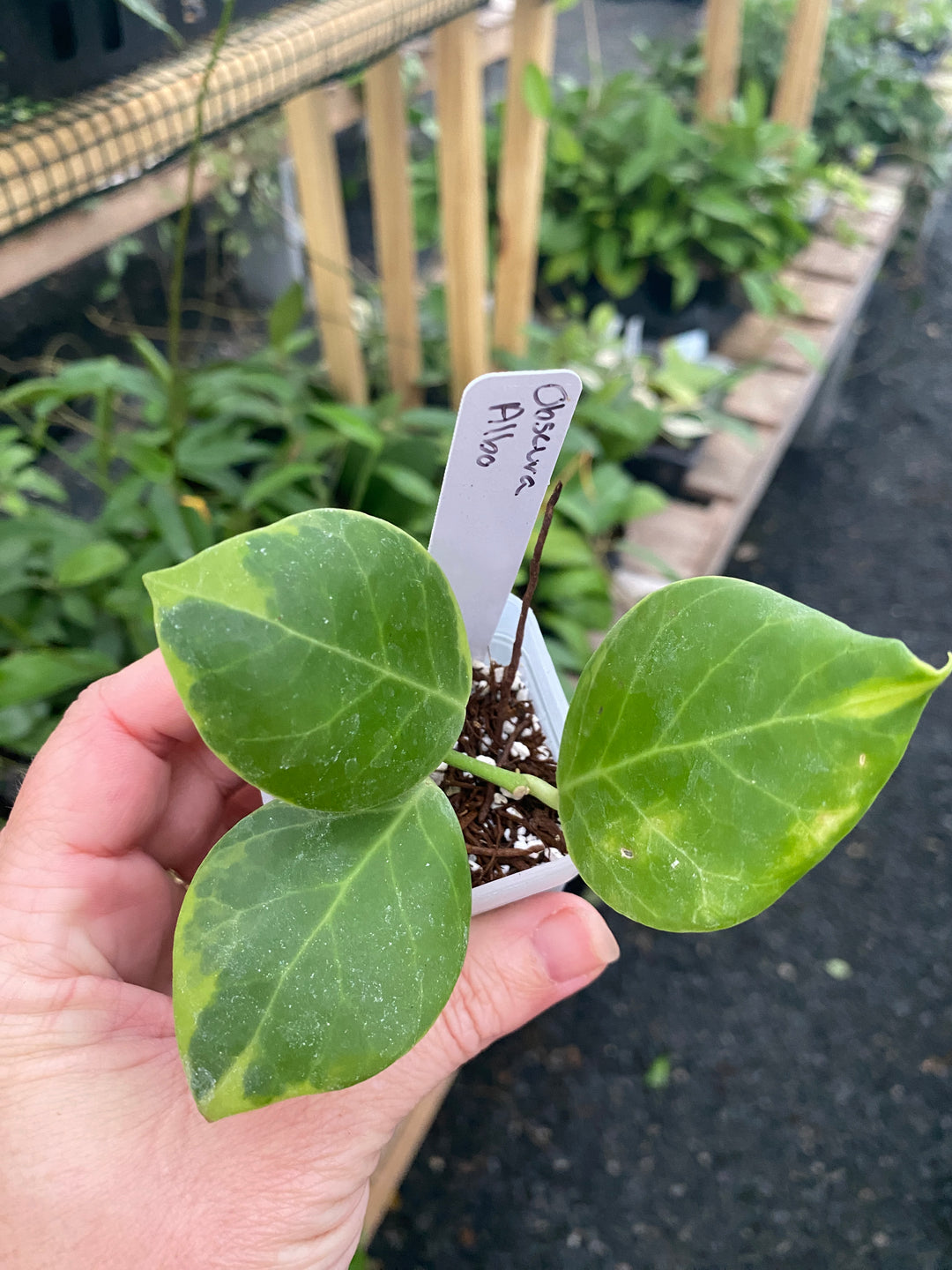 Hoya Obscura Albo