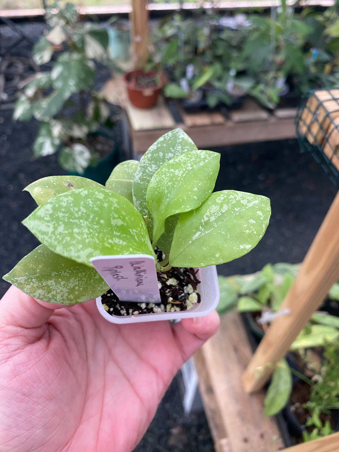 Hoya Walliniana Splash