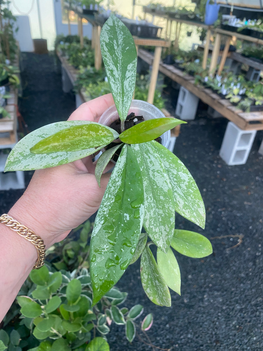 Hoya Pubicalyx Super Splash