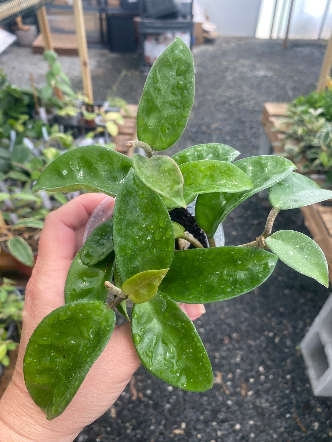 Hoya Carnosa Krinkle 8