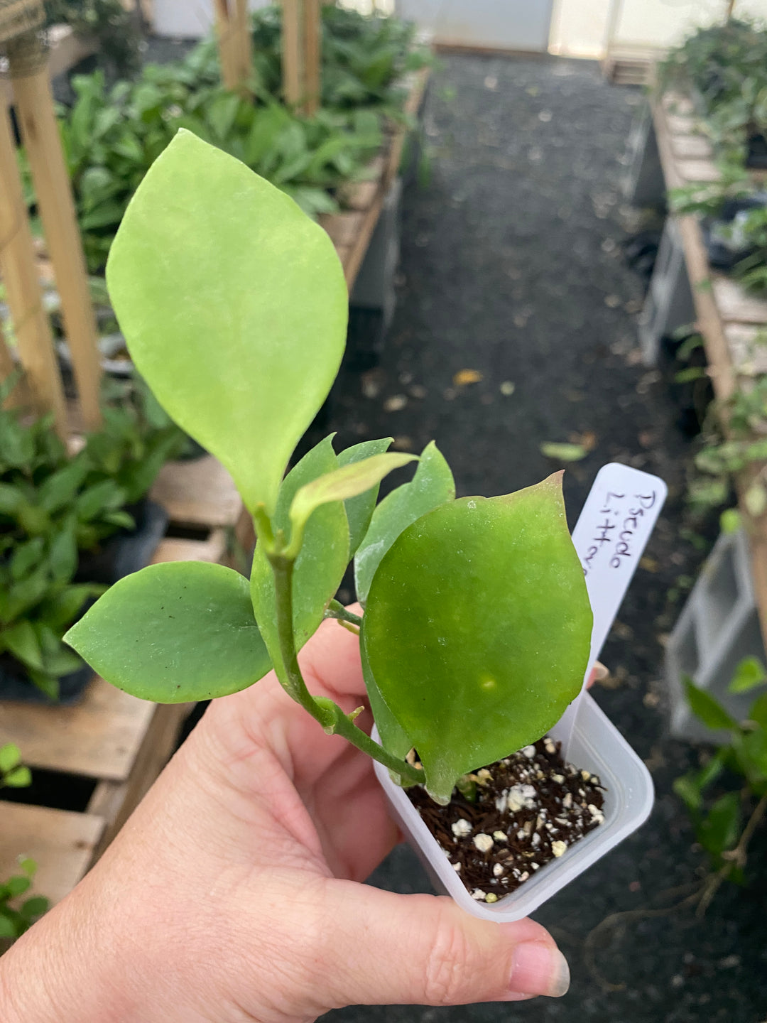 Hoya Pseudo Littoralis