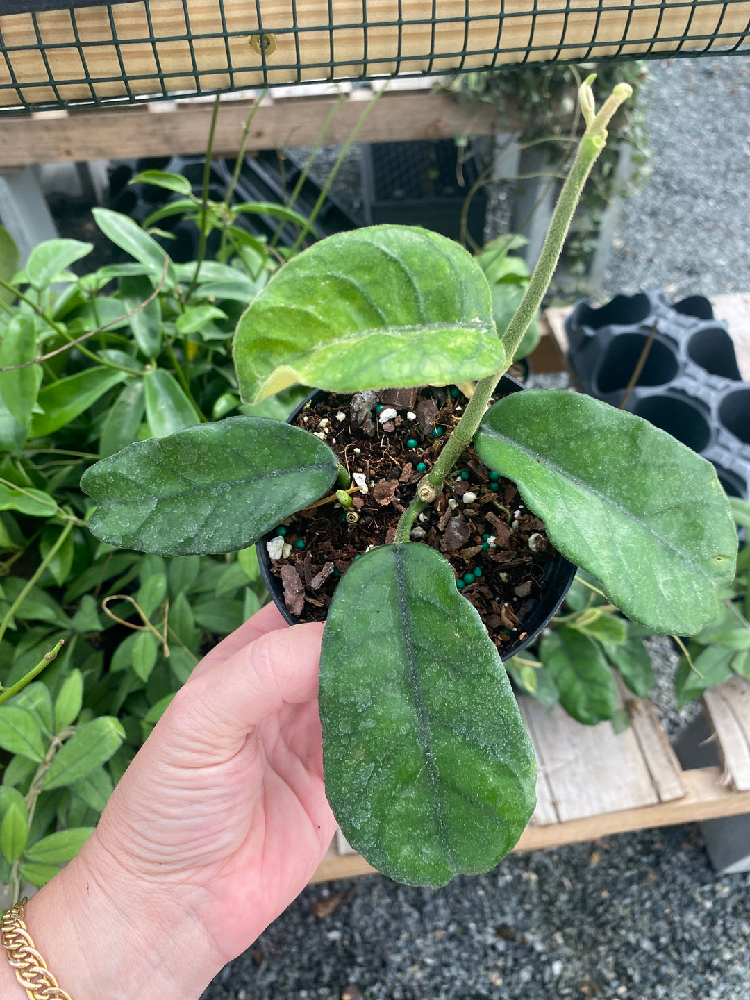 Hoya Globulosa