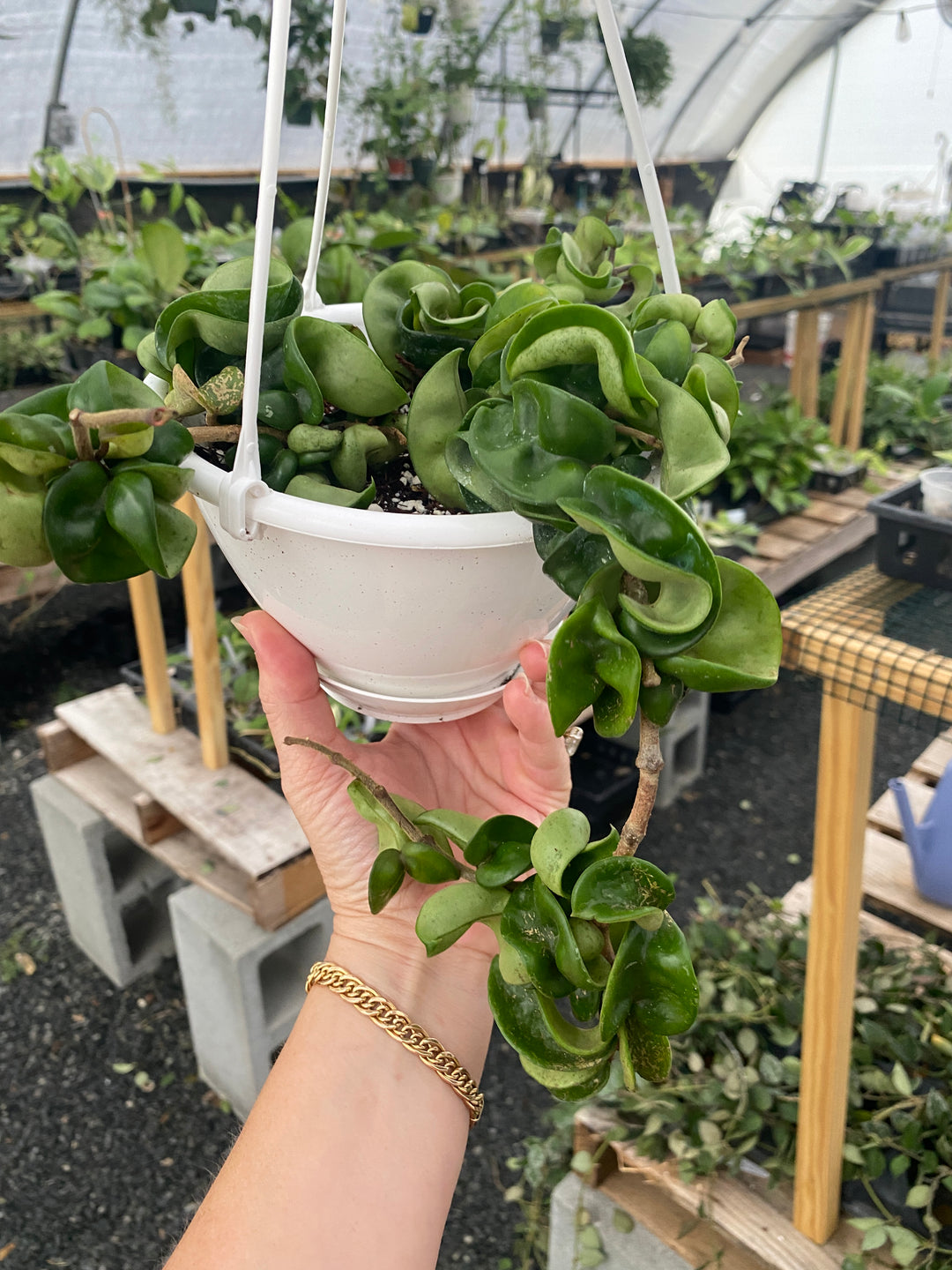 Hoya Compacta (Hindu Rope) “Twist & Shout”