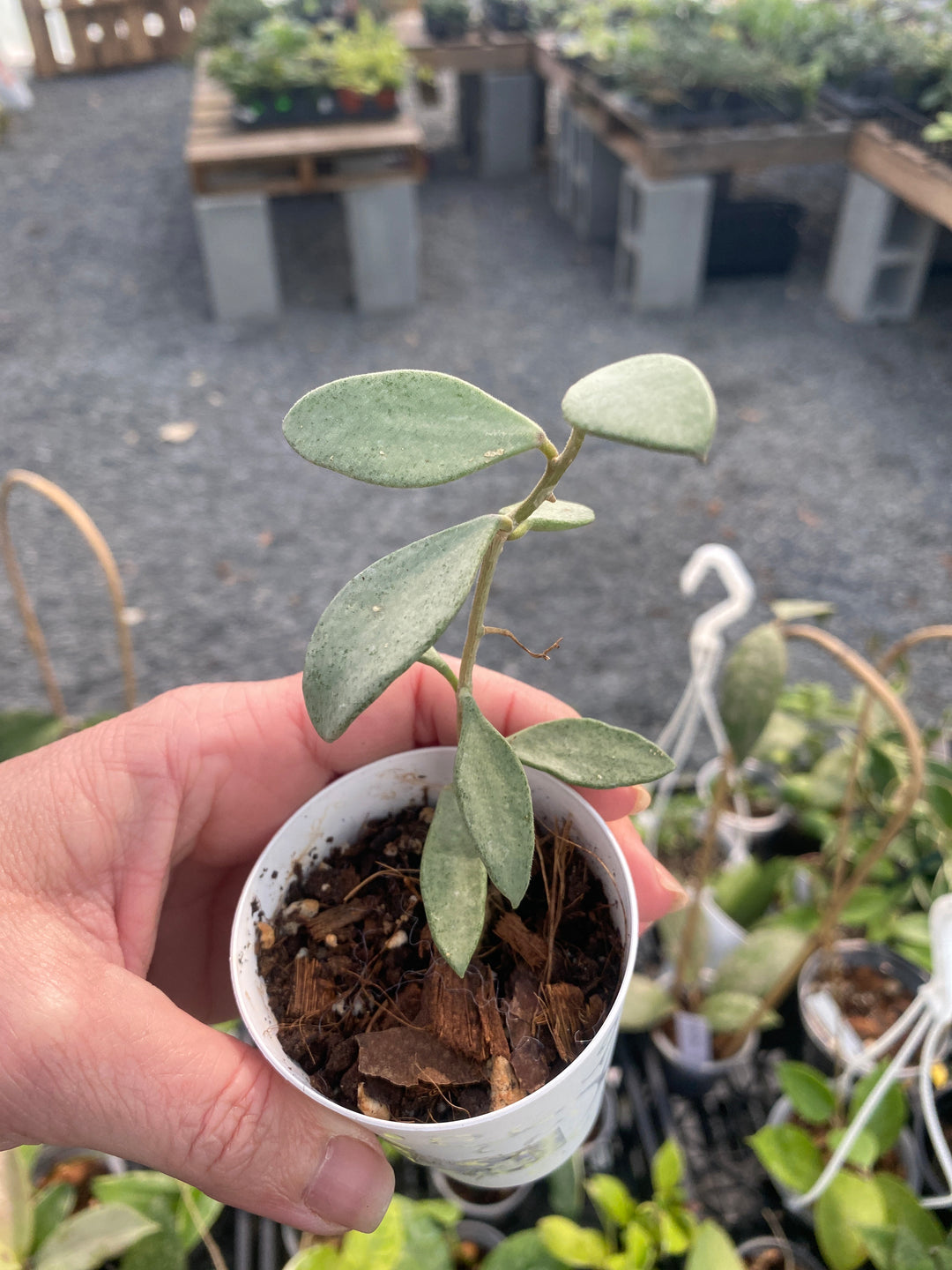 Hoya Nummalaroides Silver