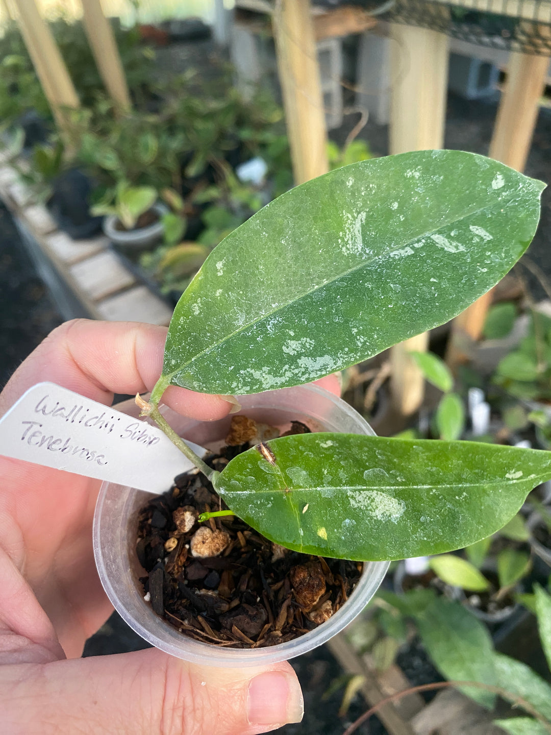 Hoya Wallichii SUBSP Tenebrosa