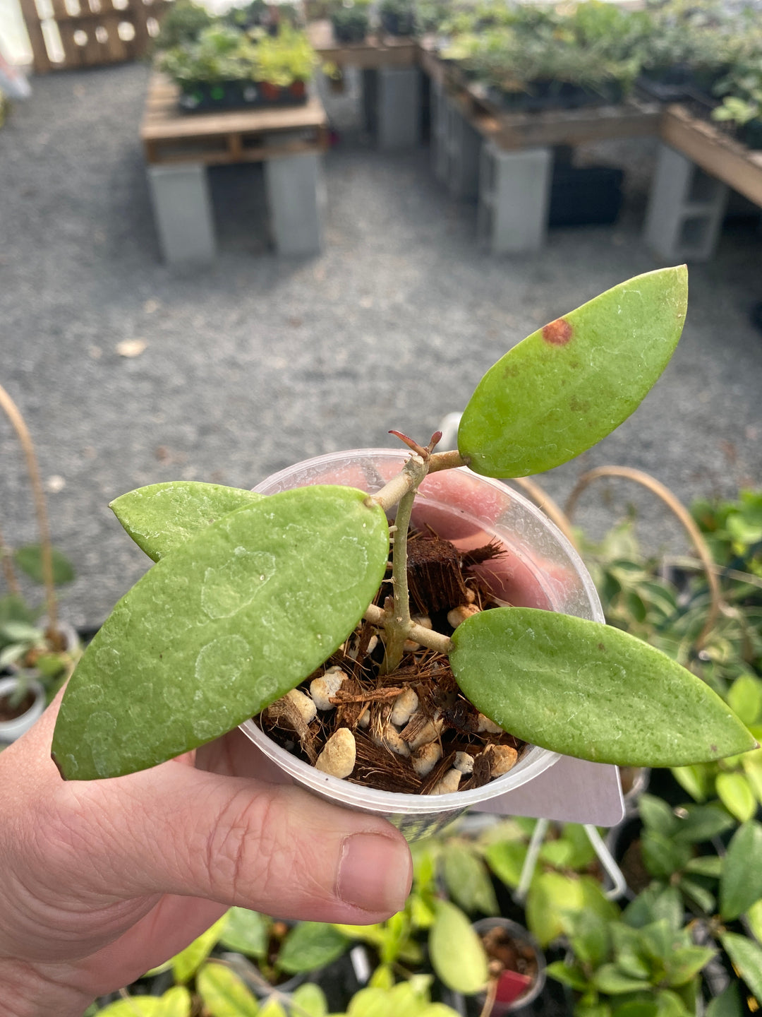 Hoya Silver Lady