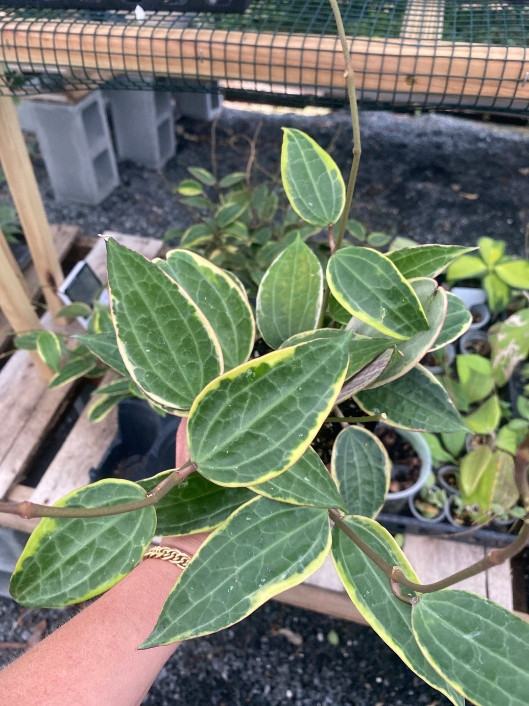 Latifolia Albo (Previously Macrophylla Albo)
