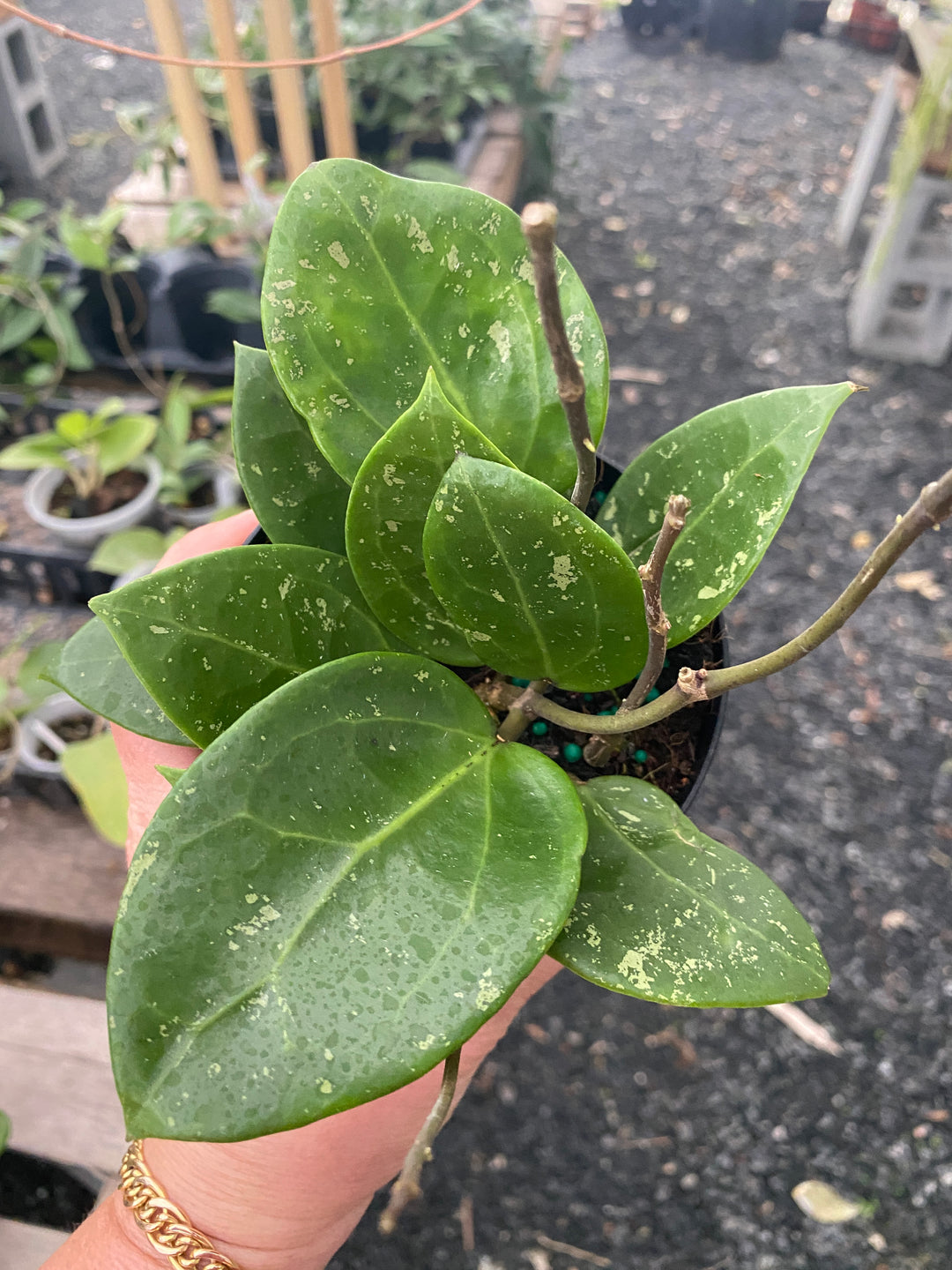 Hoya Parasitica Splash 4”