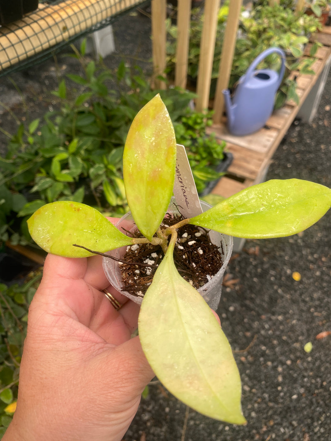 Hoya Skinneriana