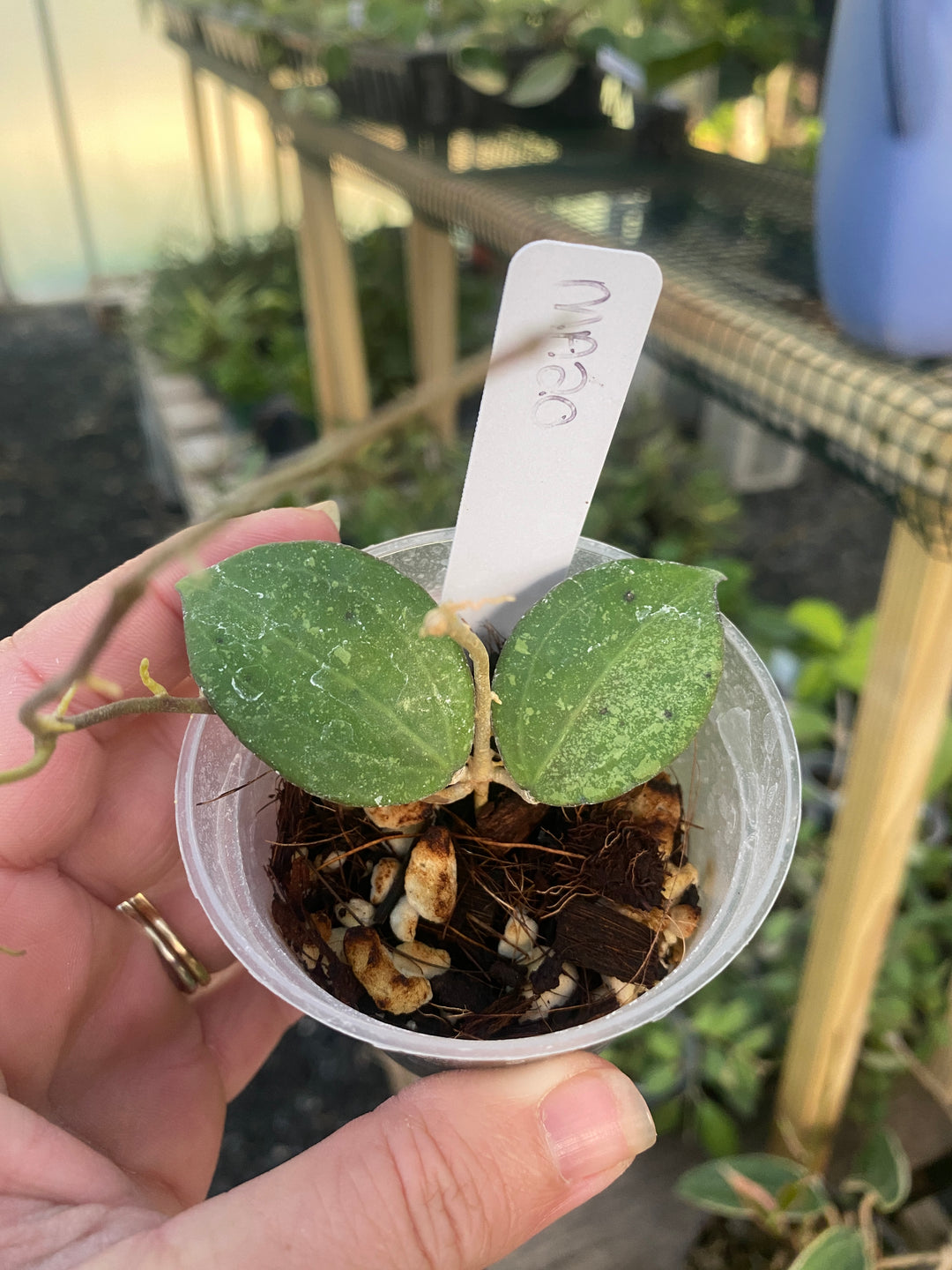 Hoya MA20
