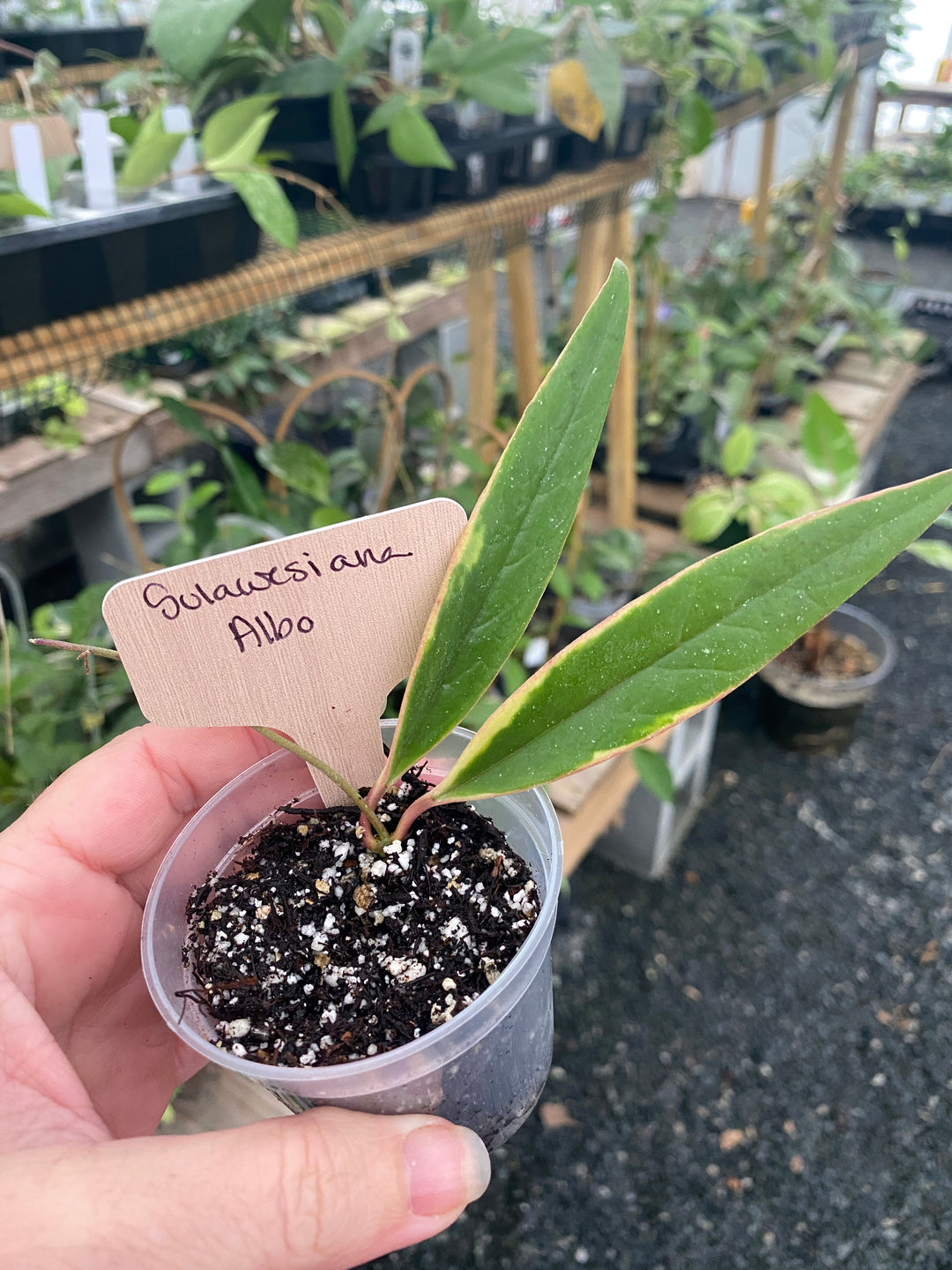 Hoya Sulawesiana Albo
