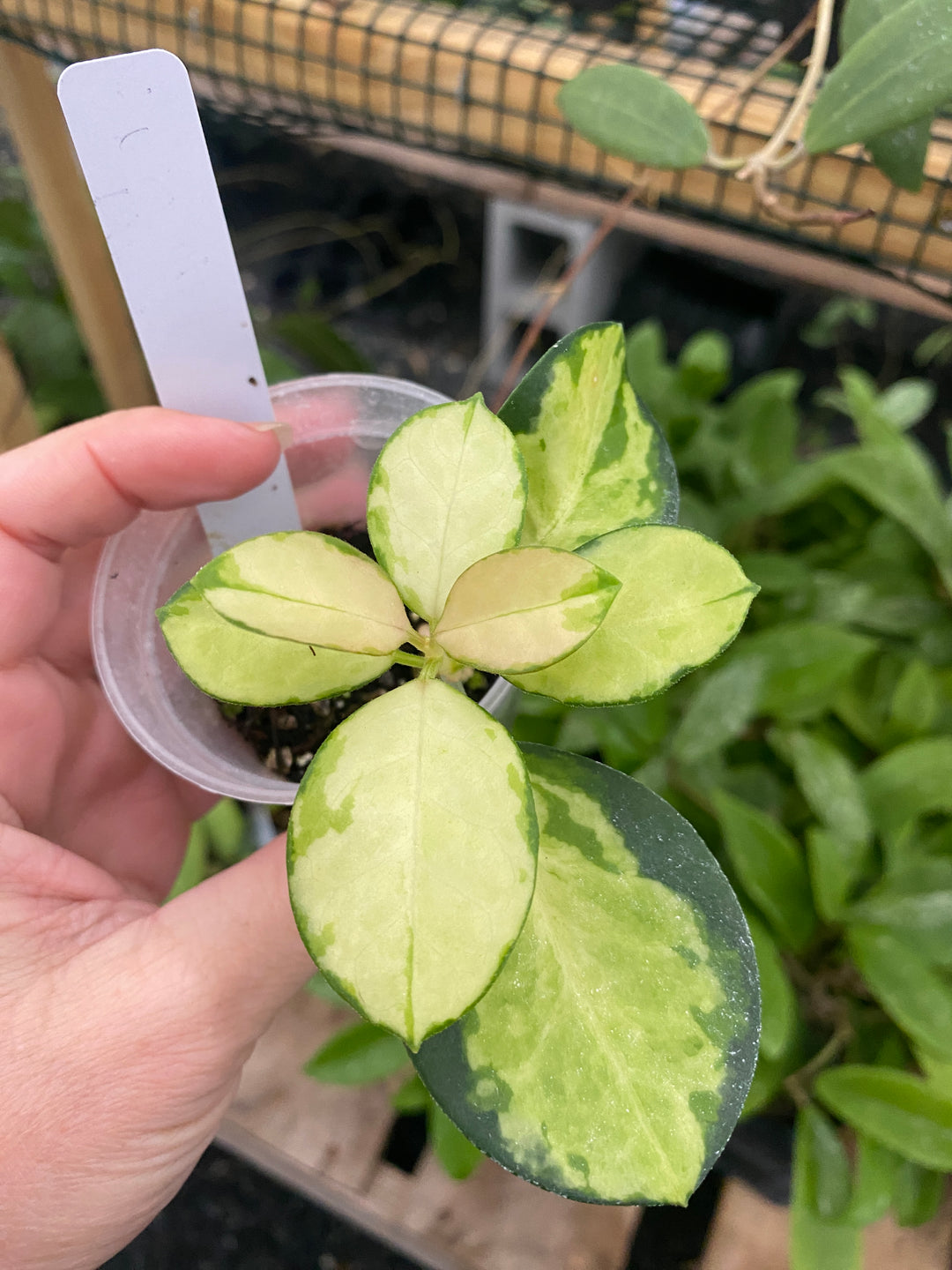 Hoya Australis Lisa