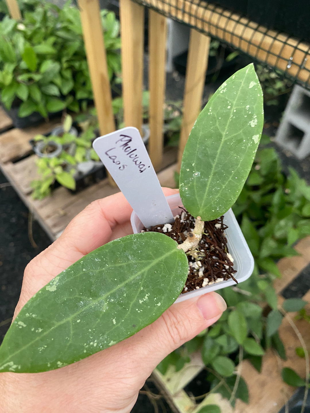 Hoya Phuluwai Laos