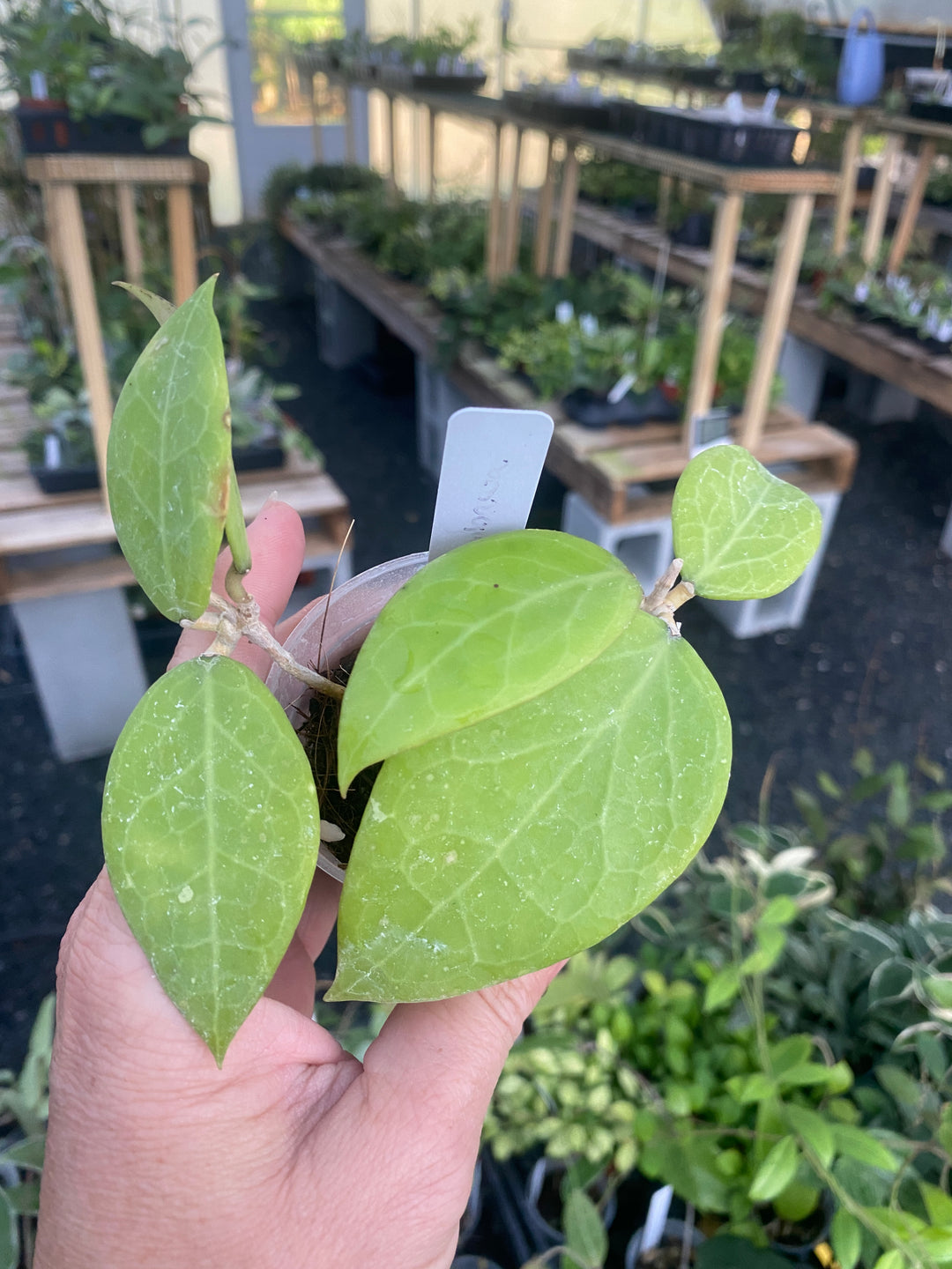 Hoya Sumbawa
