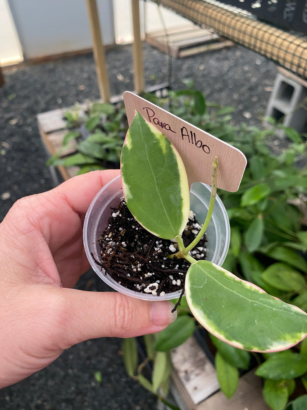 Hoya Para Albo