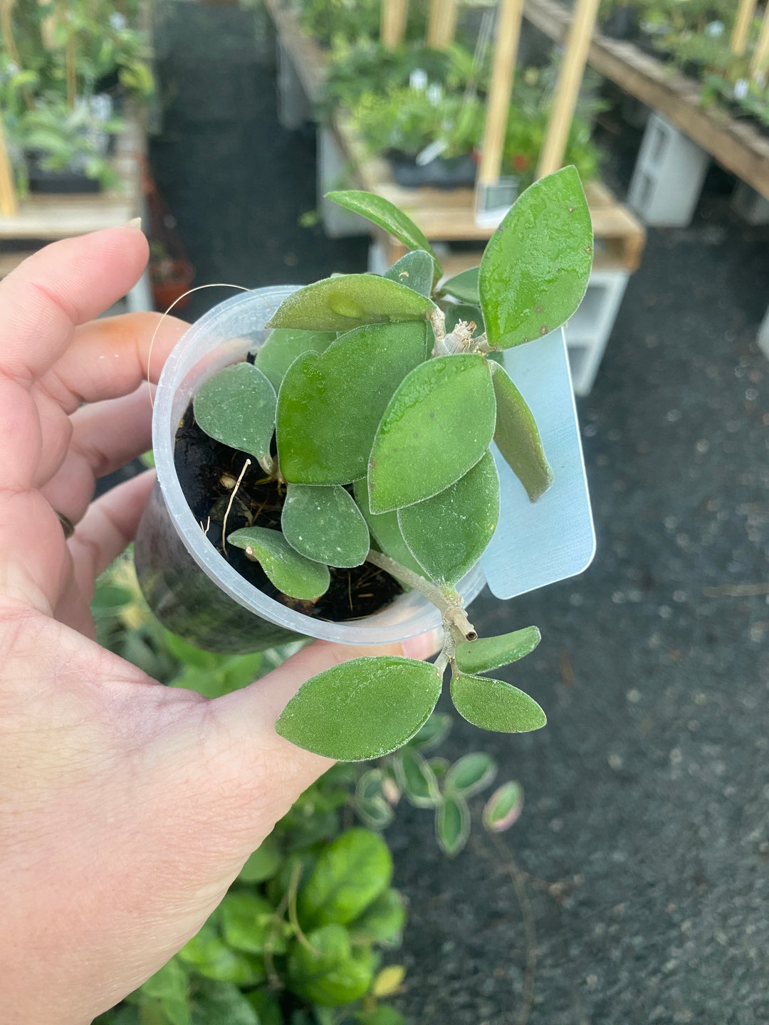 Hoya Nummalaroides