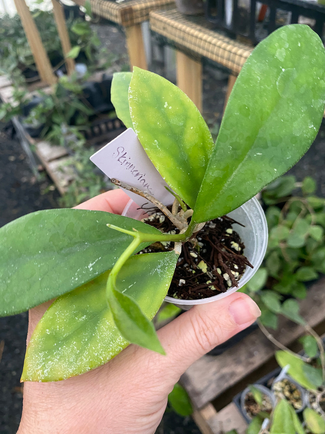 Hoya Skinneriana