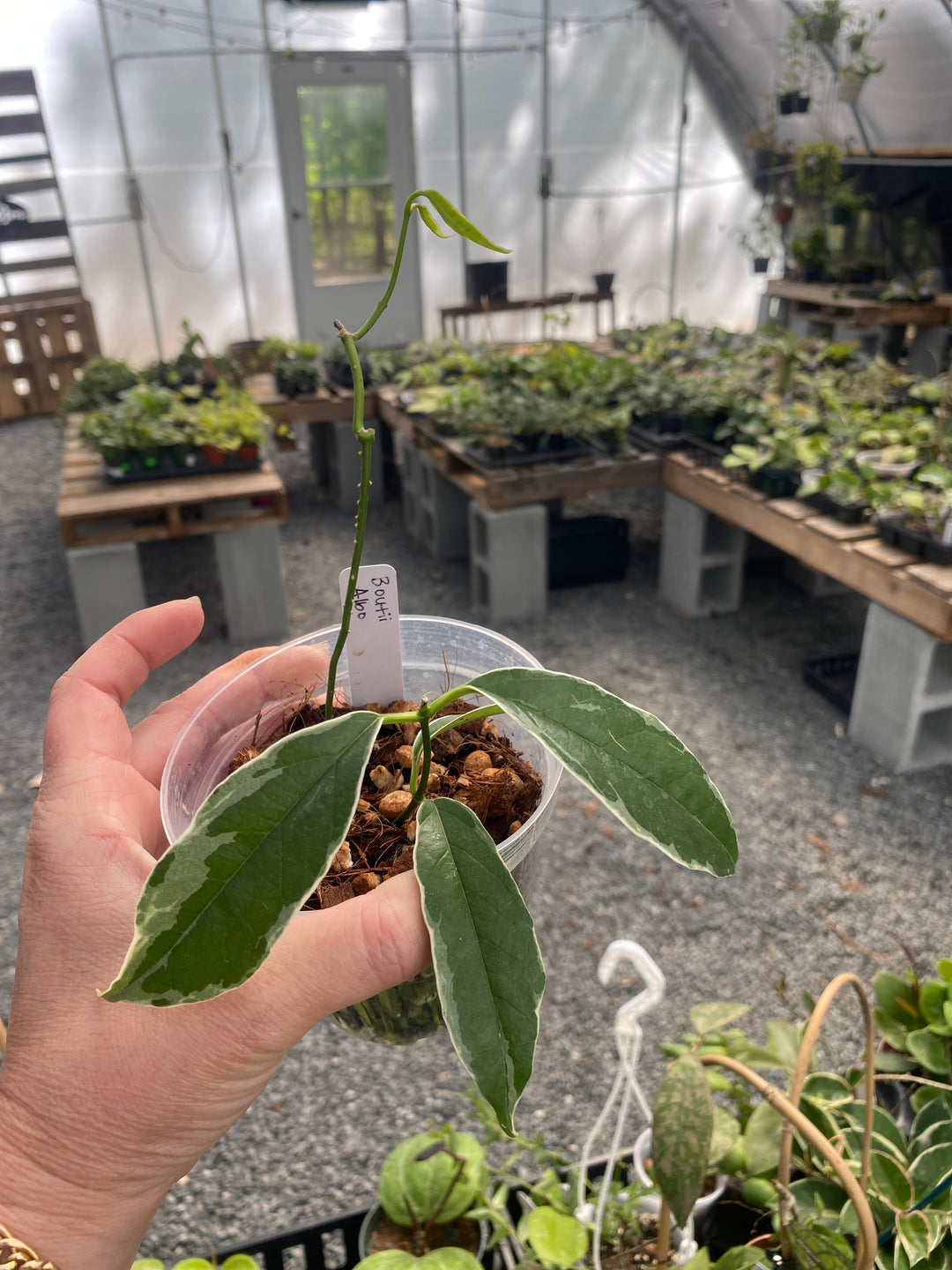 Hoya Boutii Albomarginata