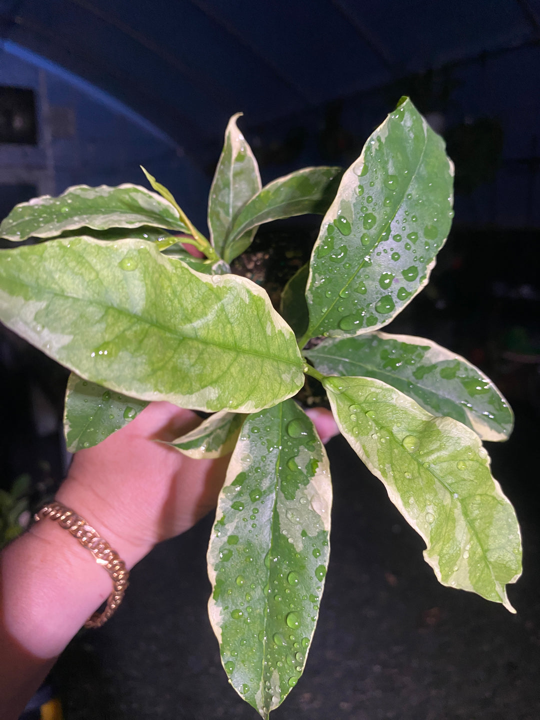 4" Variegated Hoya 'Multiflora' (Shooting Star Hoya)