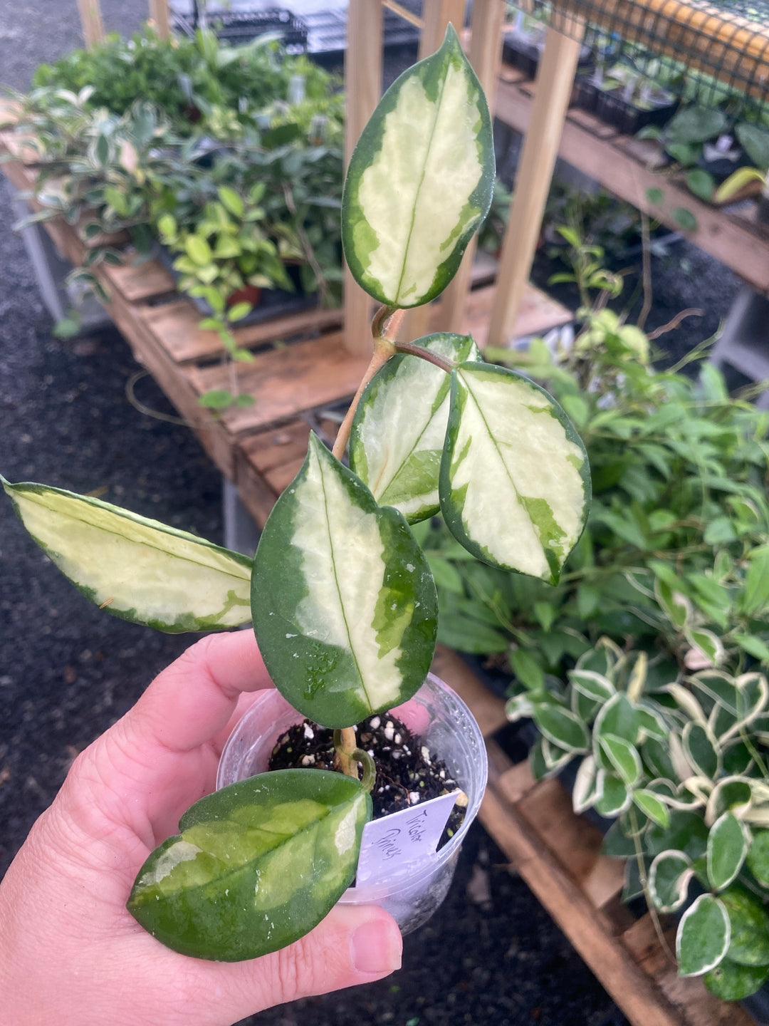 Hoya Tricolor Princess