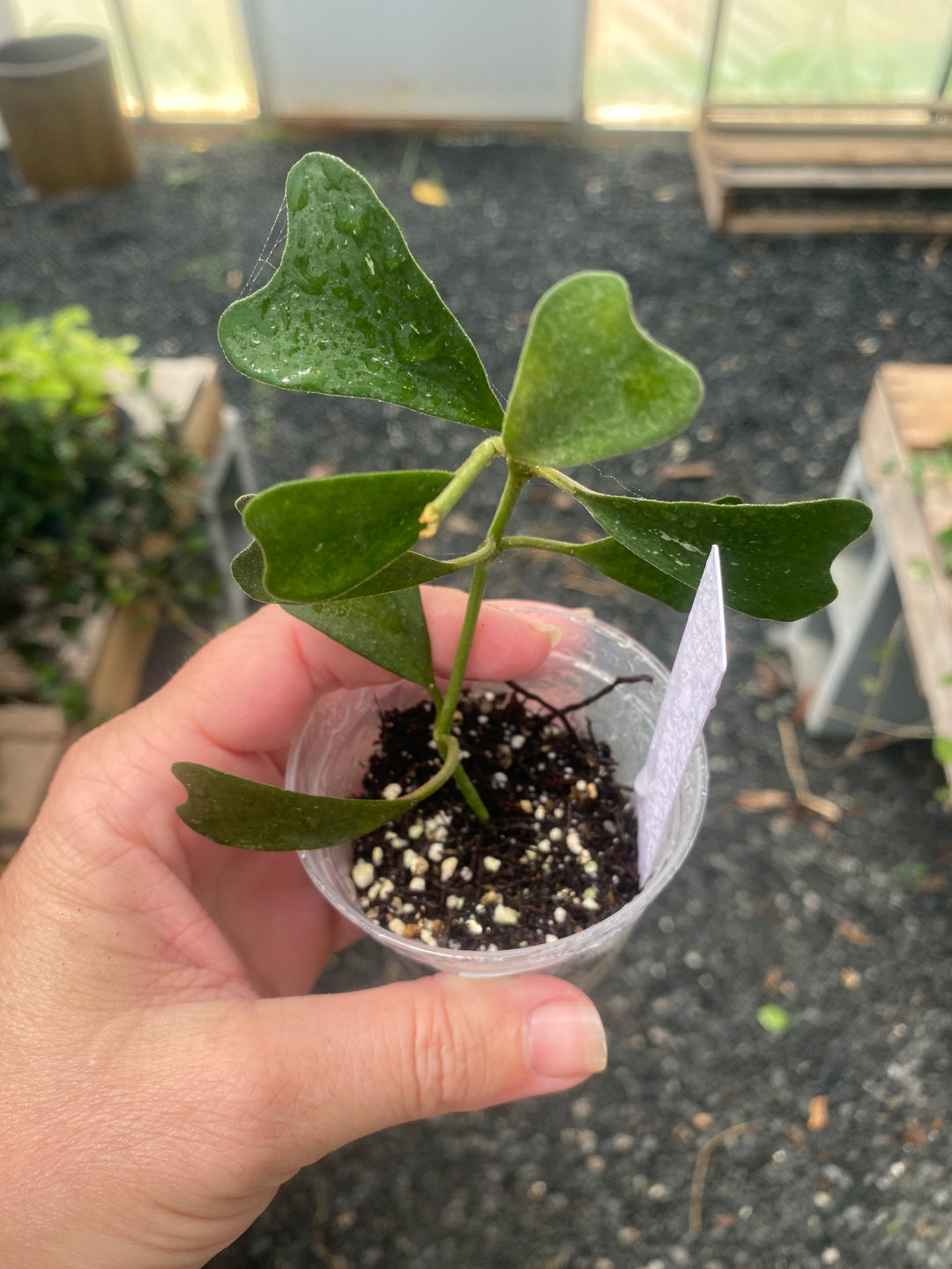 Hoya Manipurensis