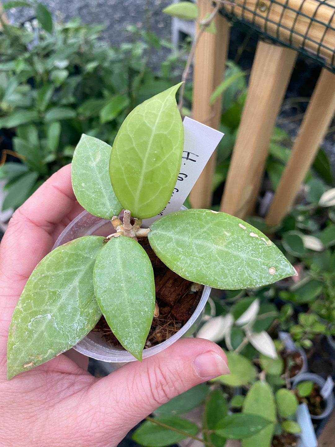Hoya Sumbawa
