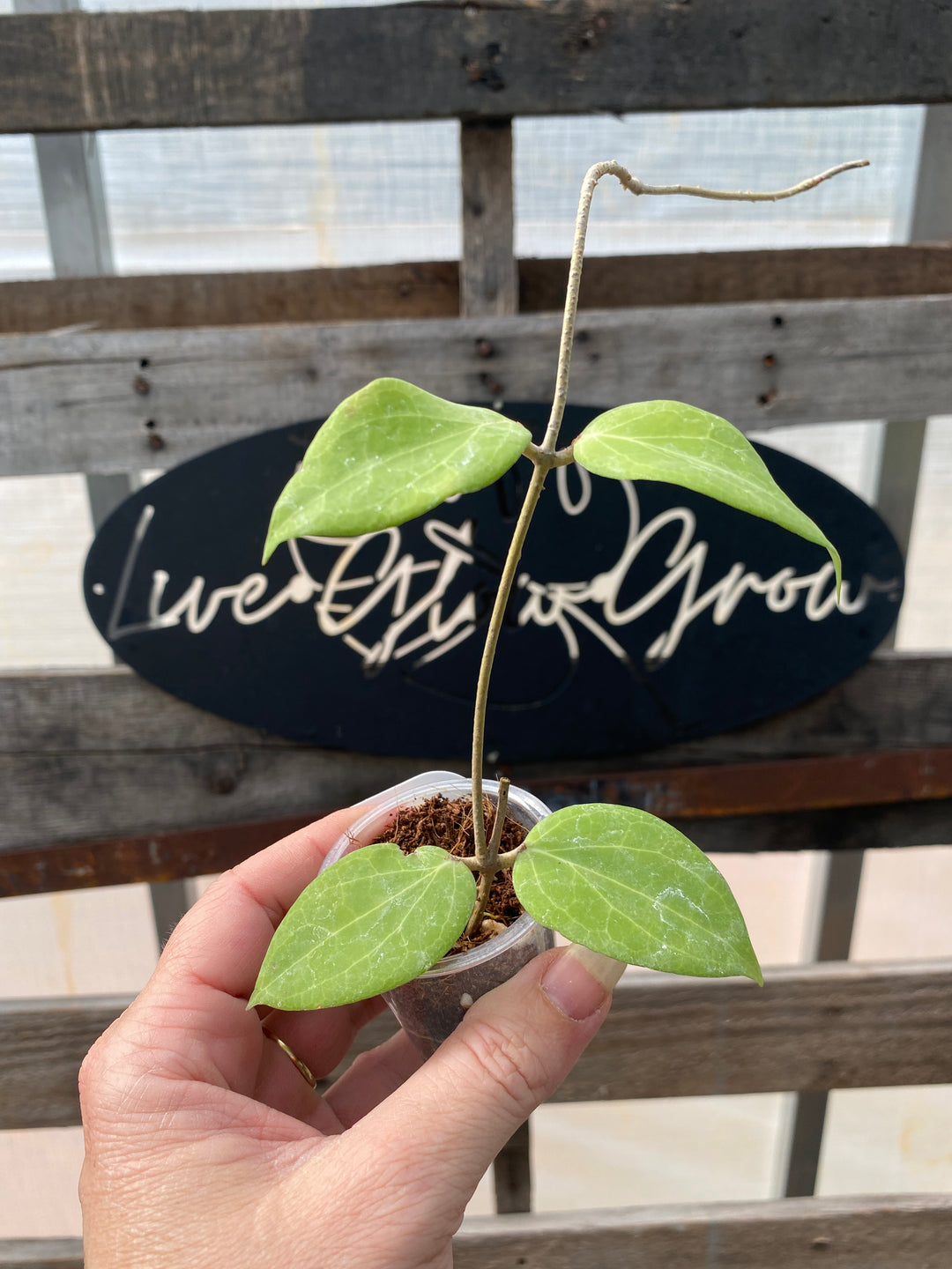 Hoya Tomataensis