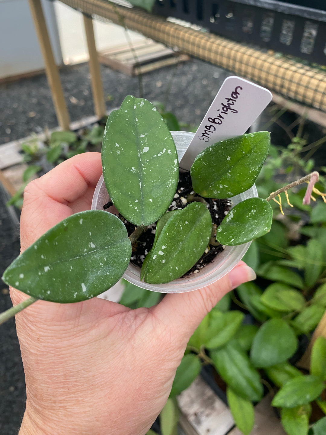 Hoya SMS Brighton