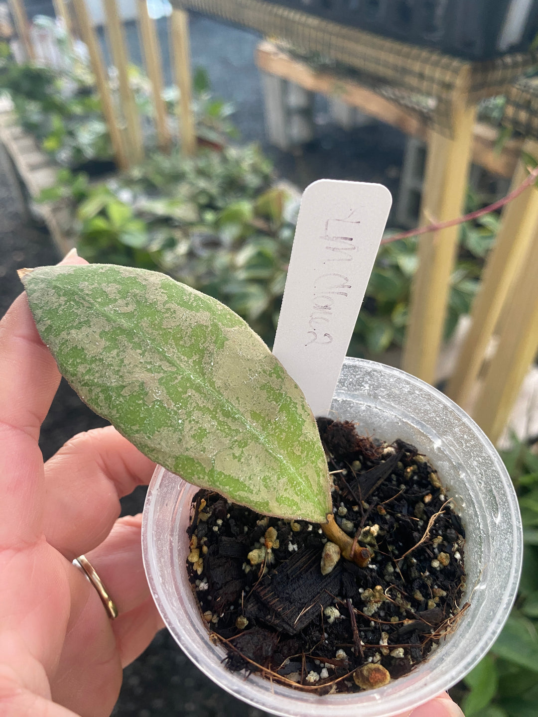 Hoya SLM Clone 2
