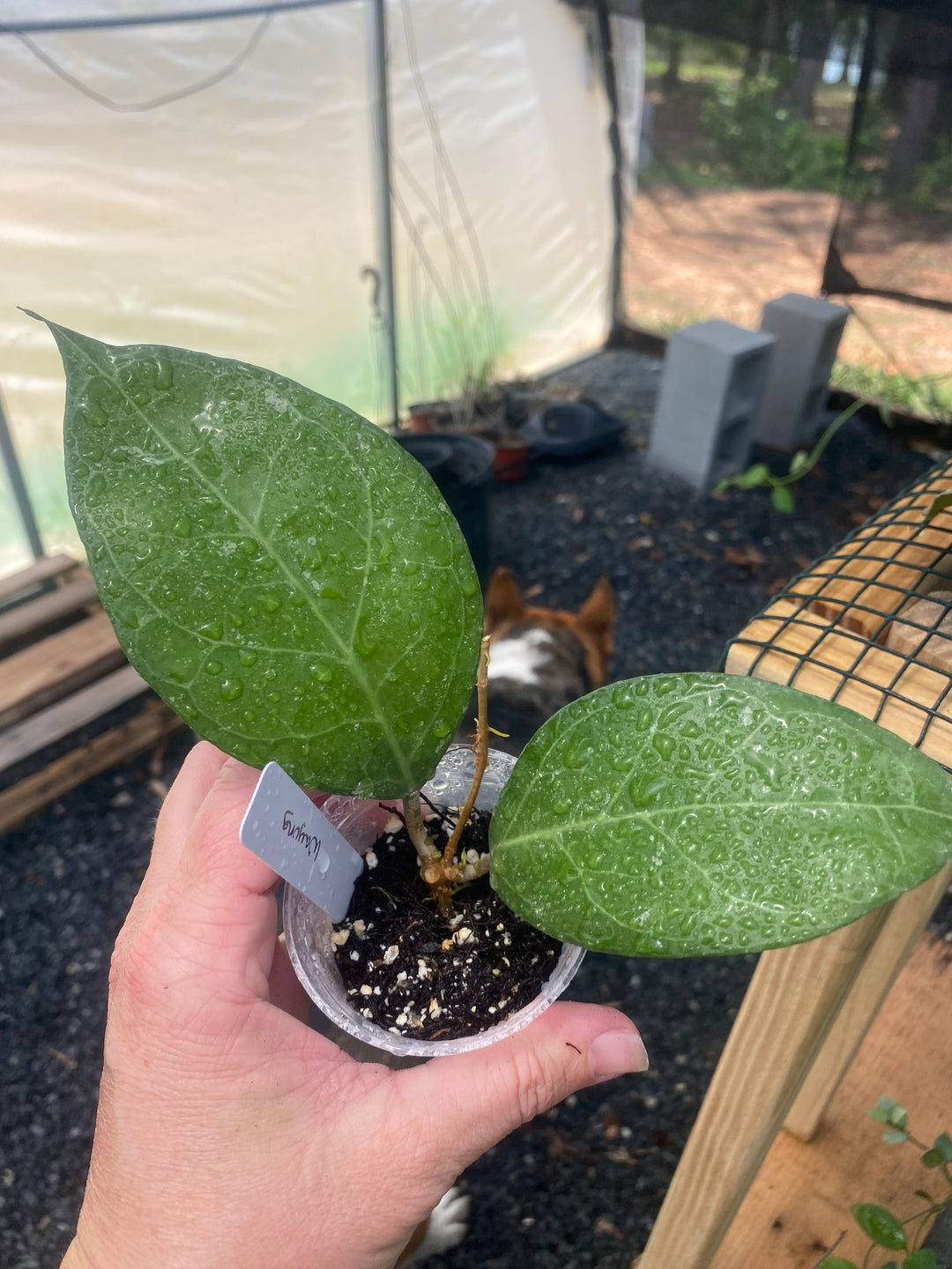 Hoya Verticillata Wayung