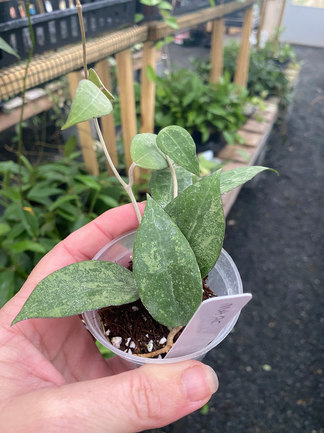 Hoya MA20