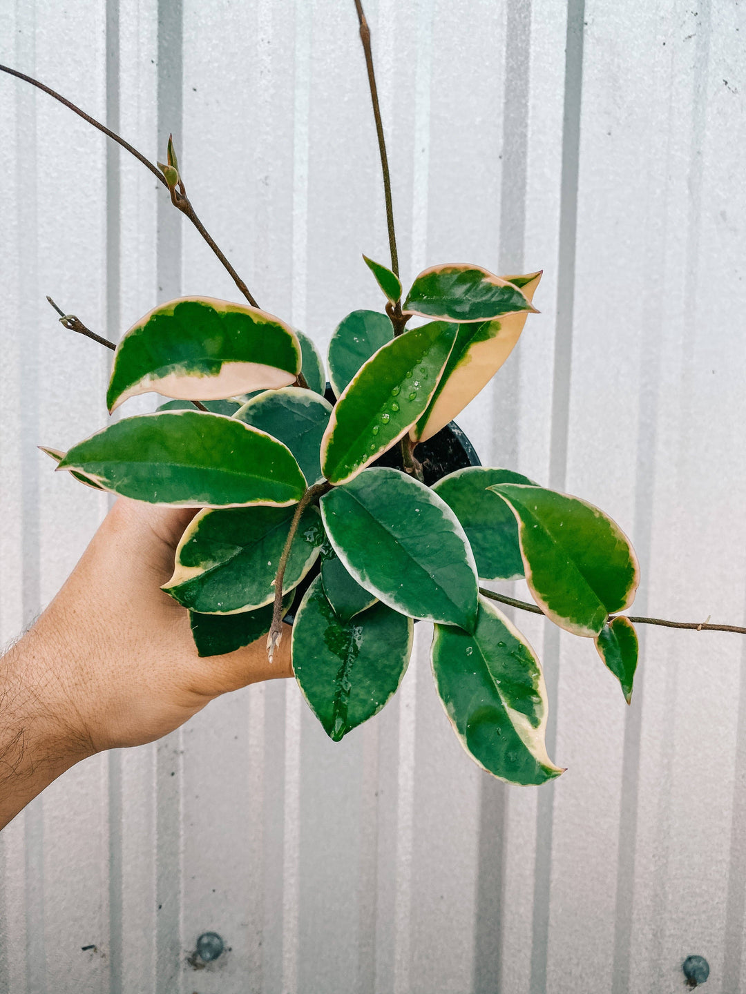4" Hoya 'Krimson Queen'