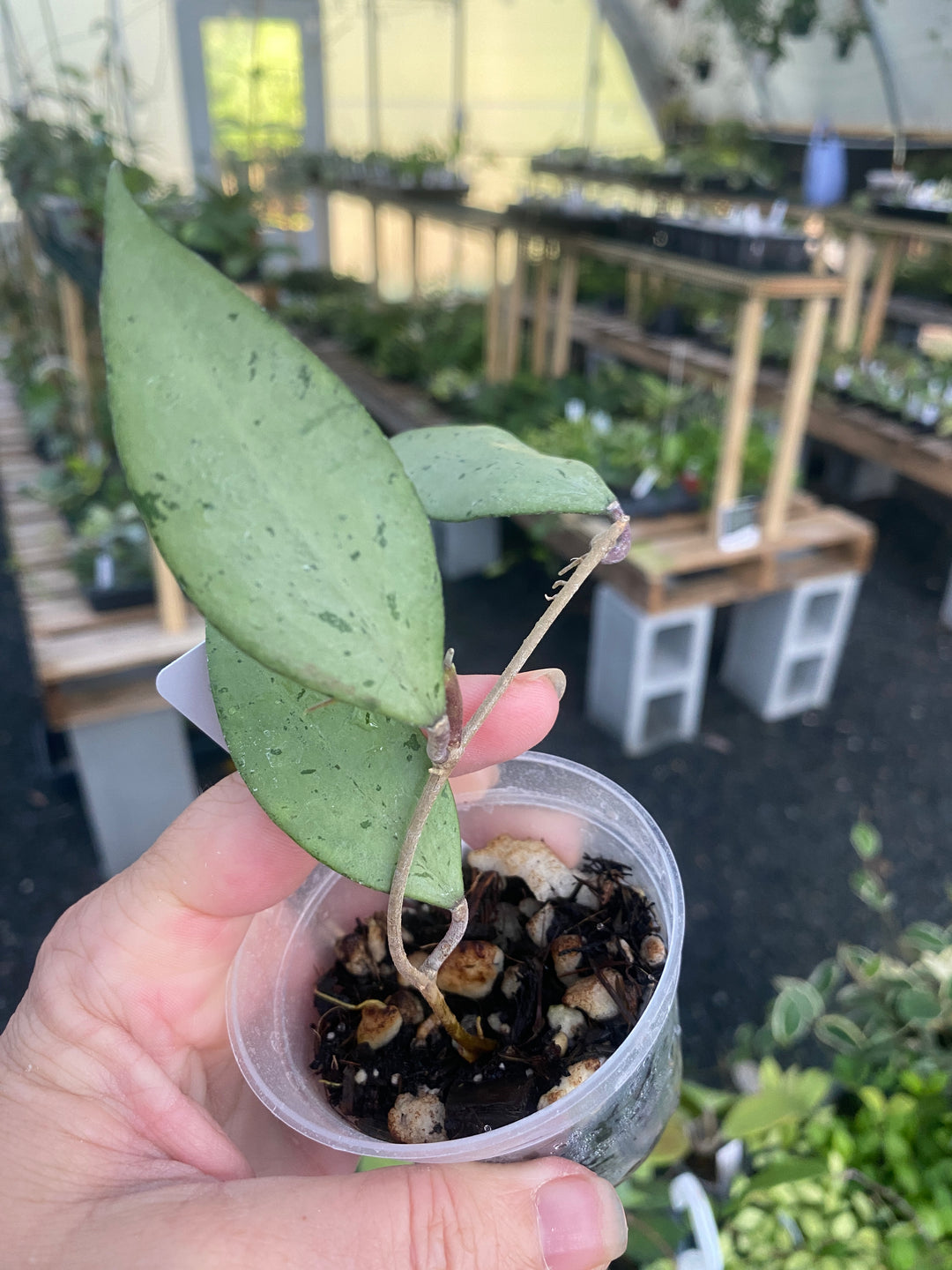 Hoya Snow Cui Silver