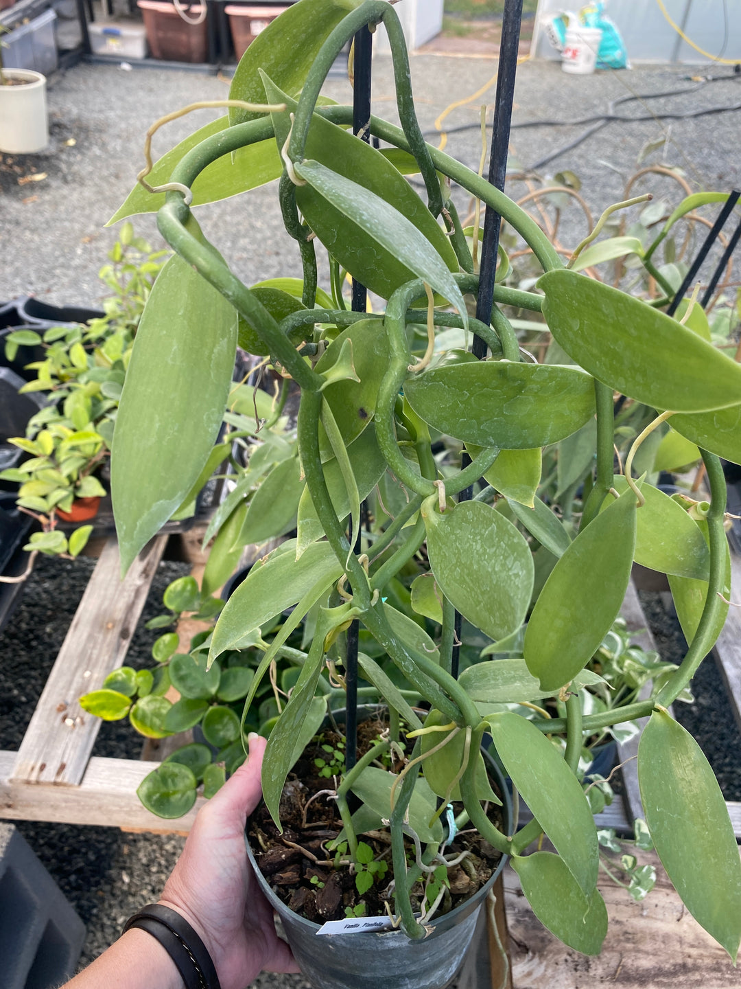 Vanilla Bean Orchid (Plantifolia)