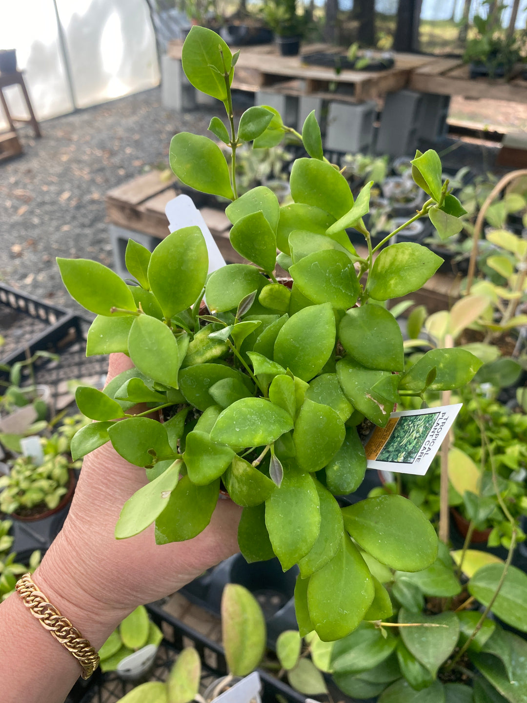 Hoya Heushkeliana Green (Pink Bloom)